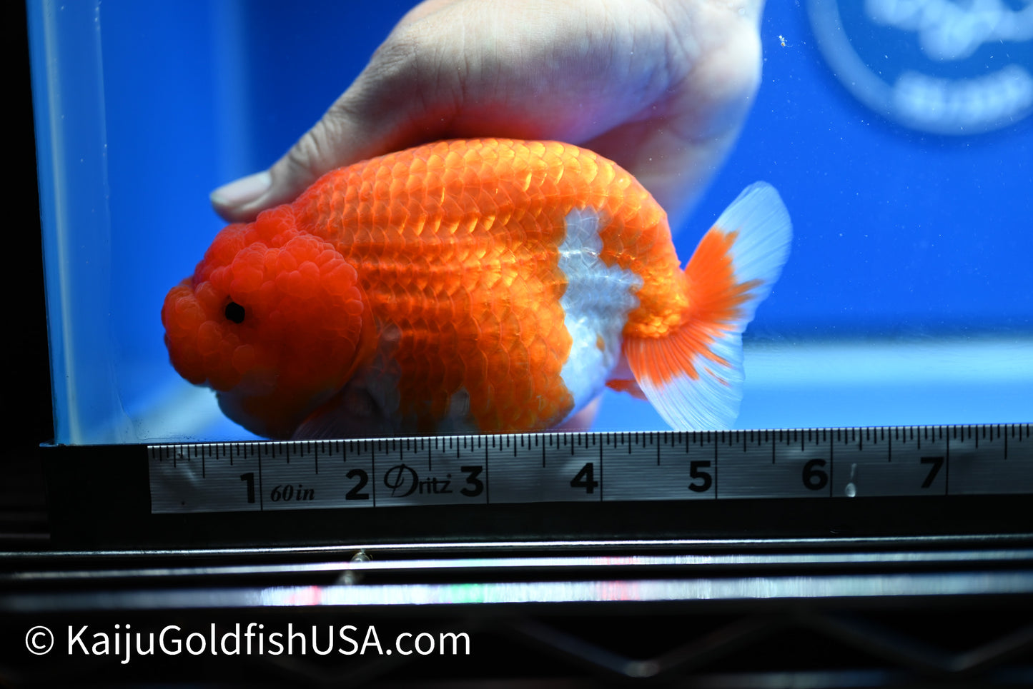 Jumbo Red White Buffalo Ranchu 5 - 5.5 inches (1229_RC03) - Kaiju Goldfish USA