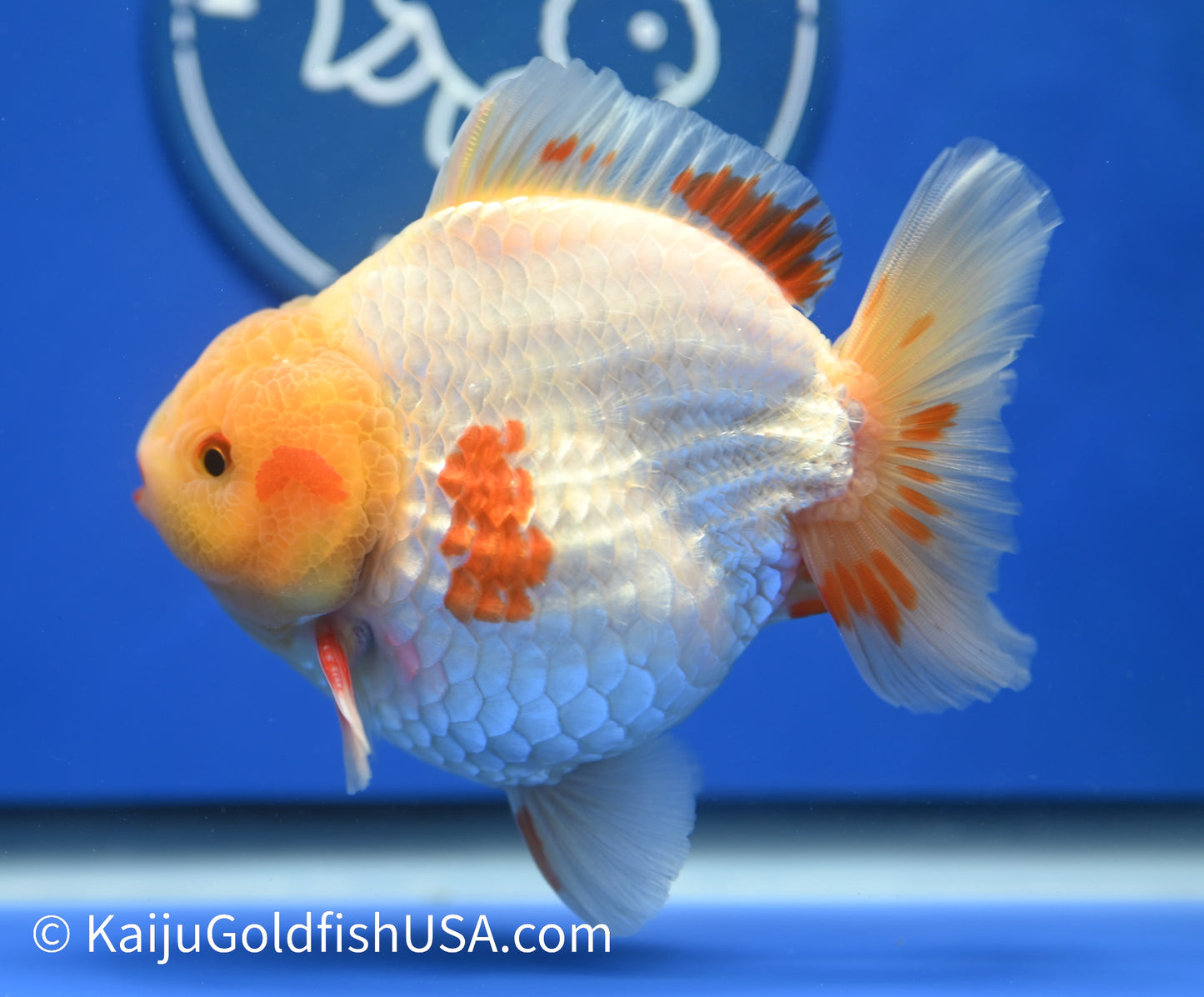 Jumbo Godzilla Red White Oranda 4 - 4.5 inches (1229_OR06) - Kaiju Goldfish USA