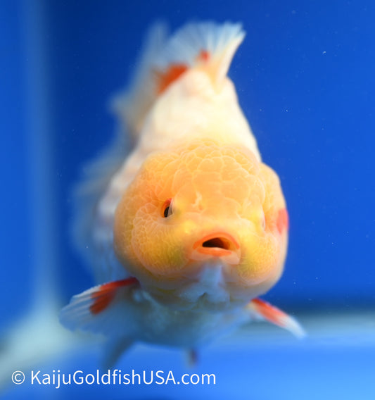 Jumbo Godzilla Red White Oranda 4 - 4.5 inches (1229_OR06) - Kaiju Goldfish USA