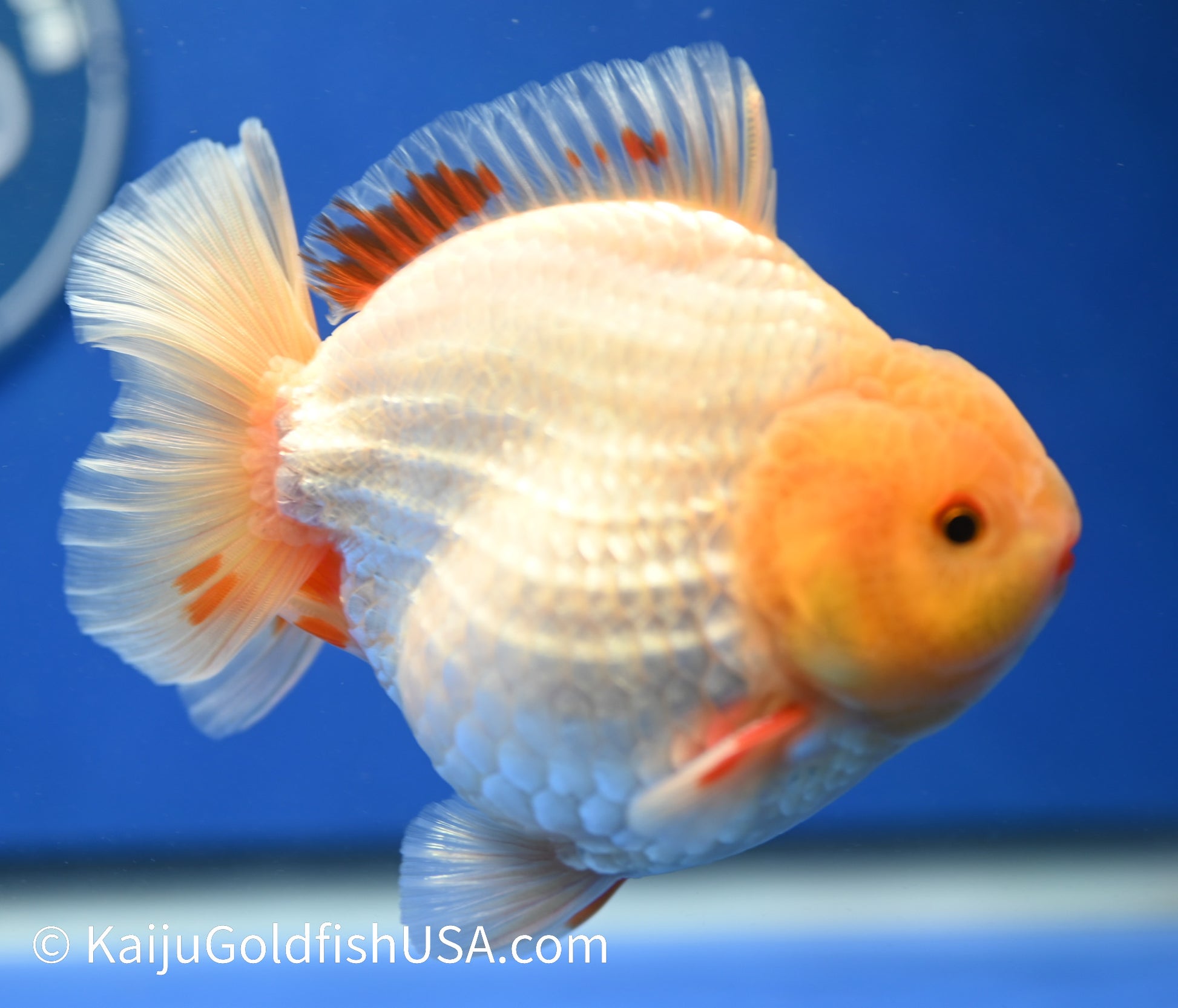 Jumbo Godzilla Red White Oranda 4 - 4.5 inches (1229_OR06) - Kaiju Goldfish USA