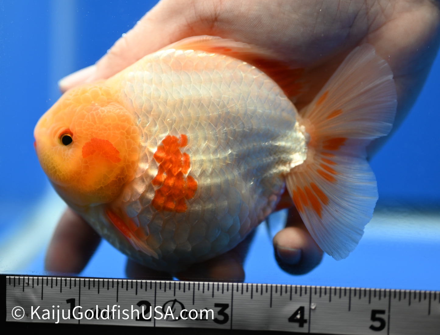 Jumbo Godzilla Red White Oranda 4 - 4.5 inches (1229_OR06) - Kaiju Goldfish USA