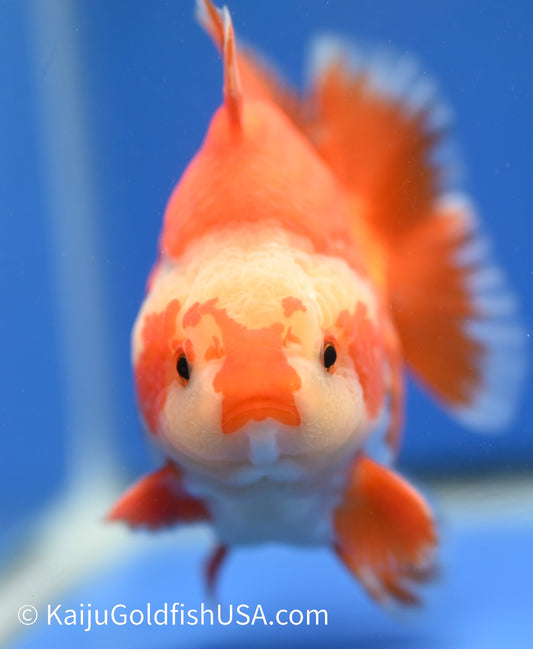 Jumbo Godzilla Red White Oranda 4 - 4.5 inches (1229_OR07) - Kaiju Goldfish USA