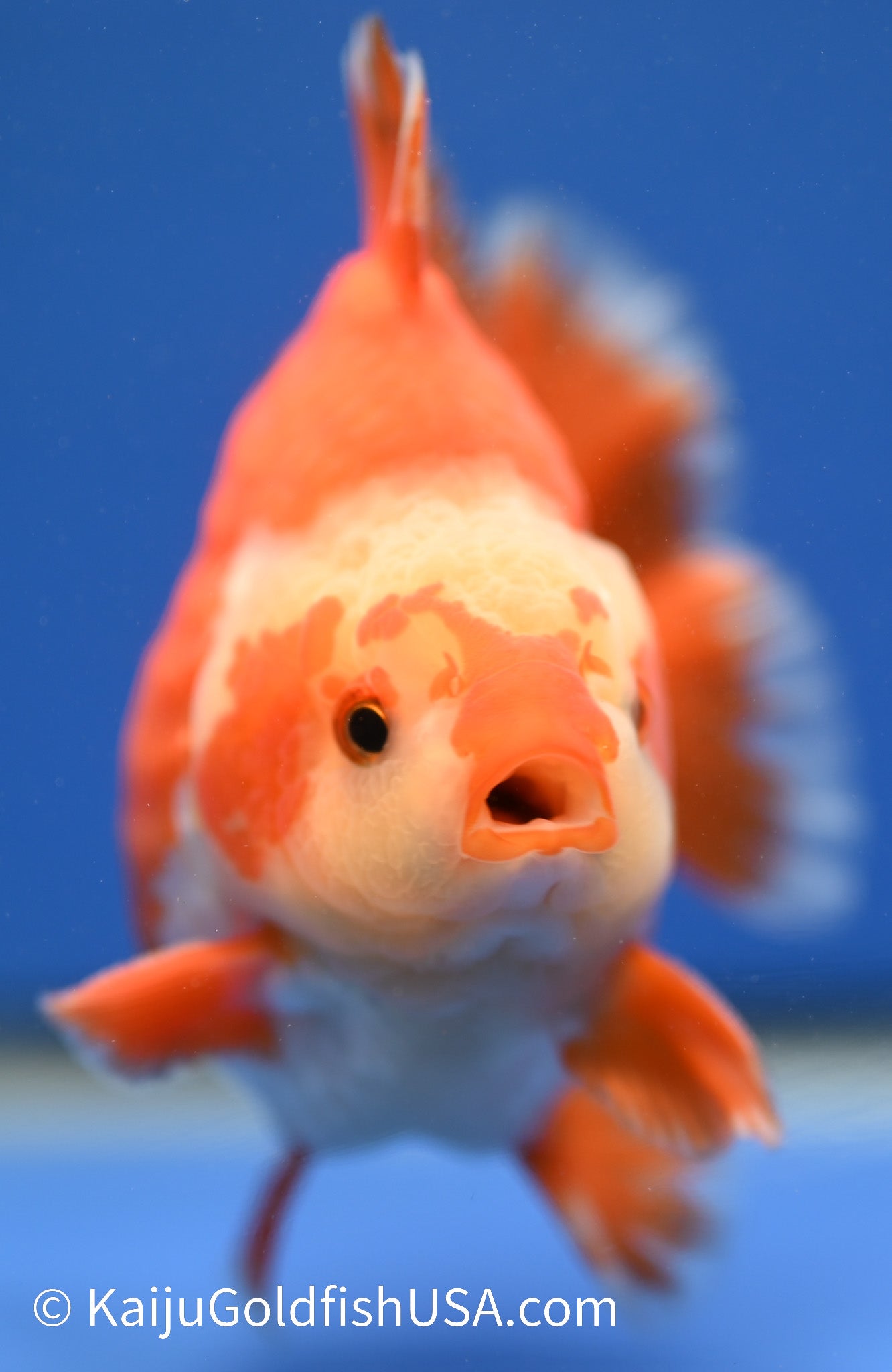 Jumbo Godzilla Red White Oranda 4 - 4.5 inches (1229_OR07) - Kaiju Goldfish USA