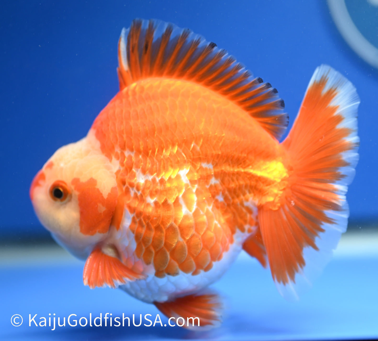 Jumbo Godzilla Red White Oranda 4 - 4.5 inches (1229_OR07) - Kaiju Goldfish USA