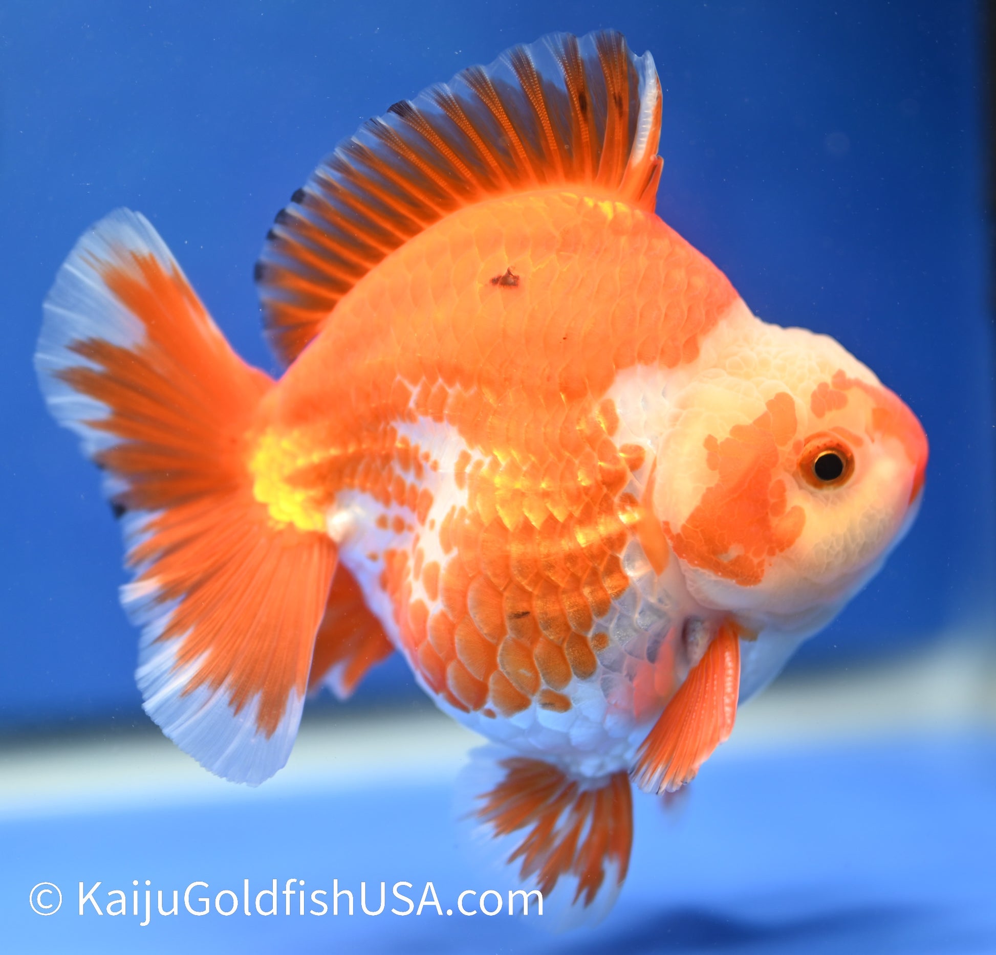 Jumbo Godzilla Red White Oranda 4 - 4.5 inches (1229_OR07) - Kaiju Goldfish USA