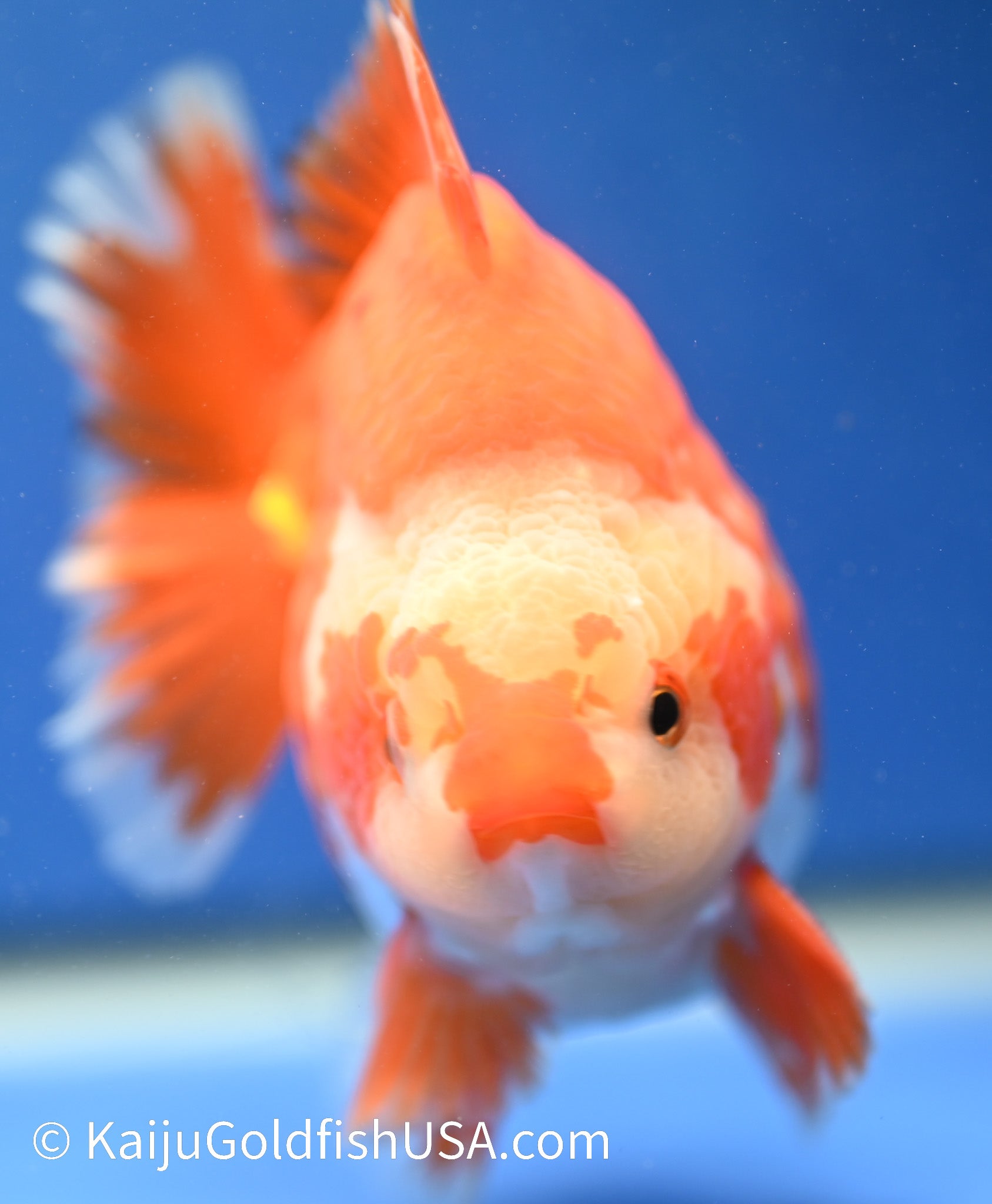 Jumbo Godzilla Red White Oranda 4 - 4.5 inches (1229_OR07) - Kaiju Goldfish USA