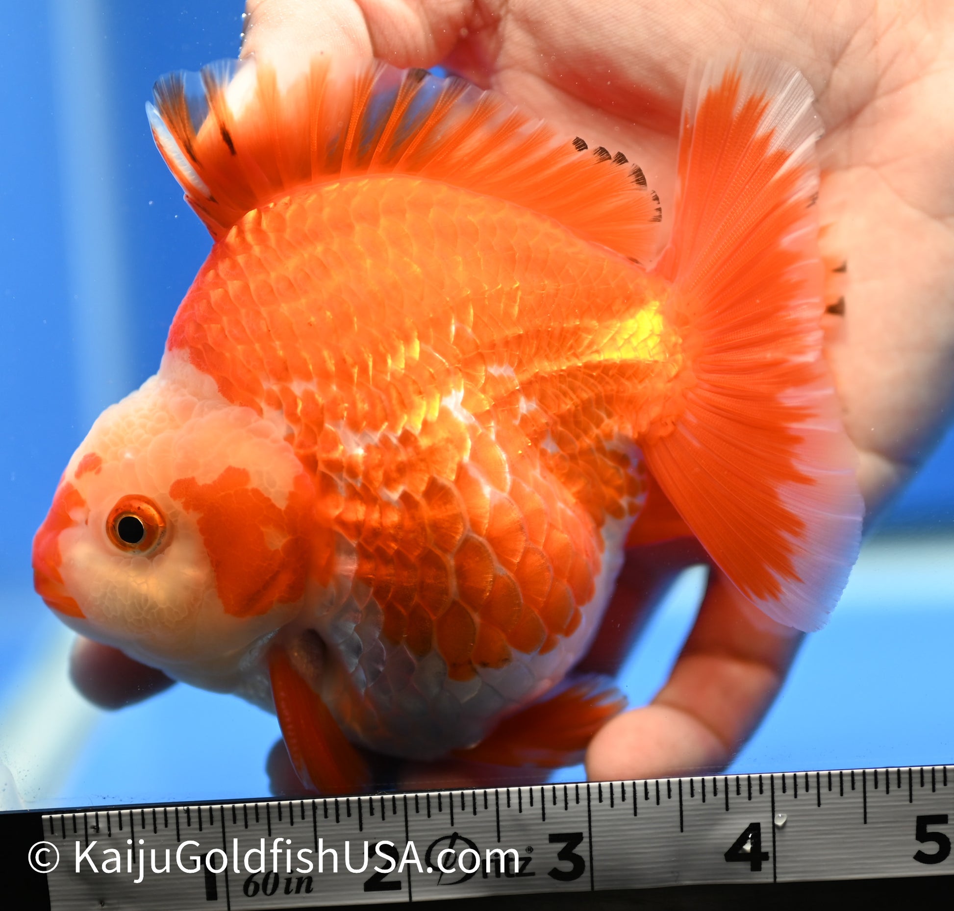 Jumbo Godzilla Red White Oranda 4 - 4.5 inches (1229_OR07) - Kaiju Goldfish USA