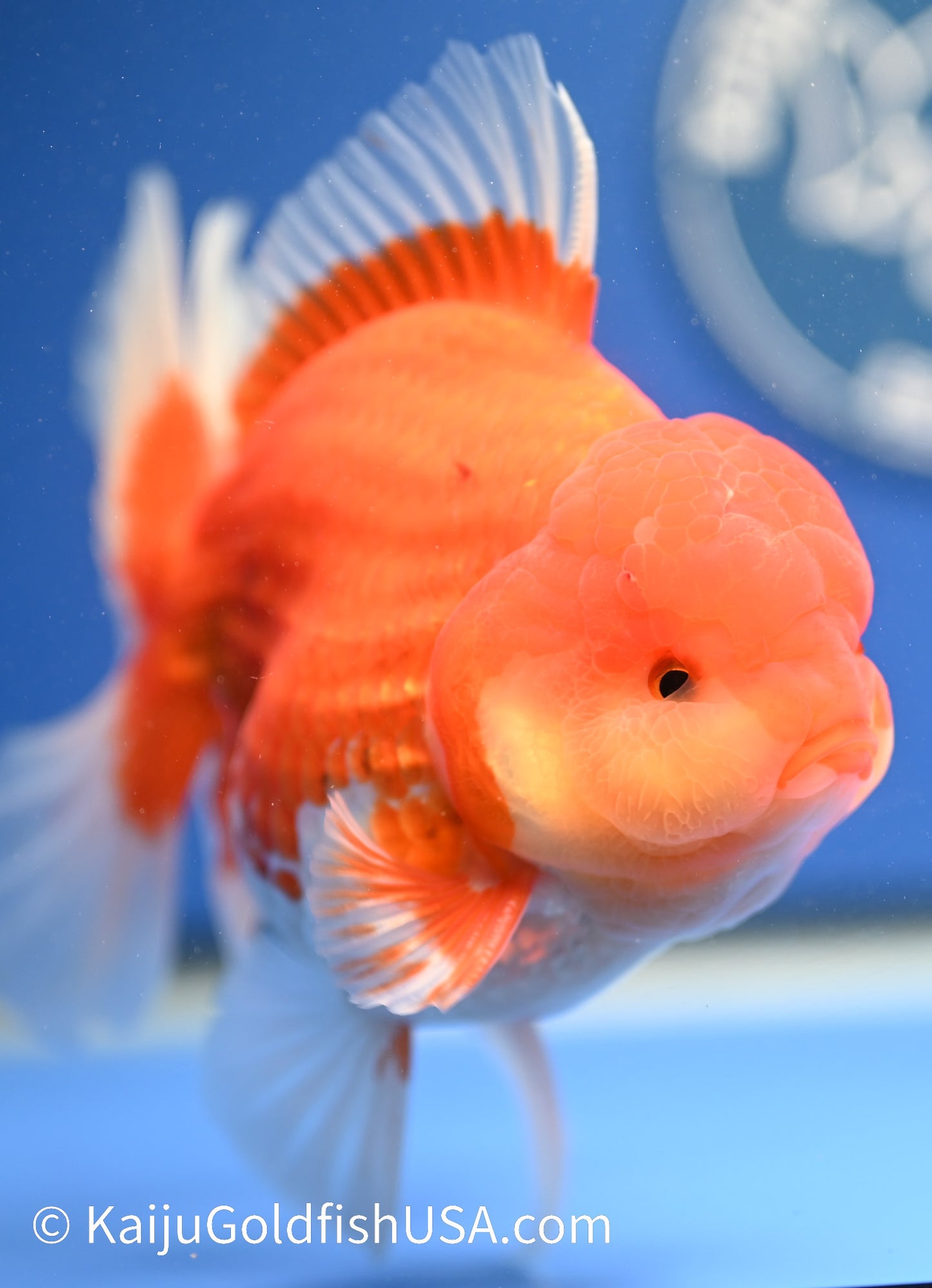 Jumbo Red White Oranda 4.5 - 5 inches (1229_OR08) - Kaiju Goldfish USA