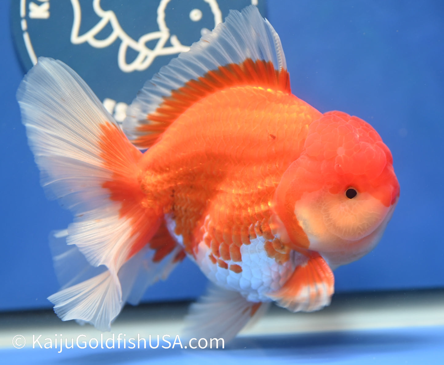 Jumbo Red White Oranda 4.5 - 5 inches (1229_OR08) - Kaiju Goldfish USA