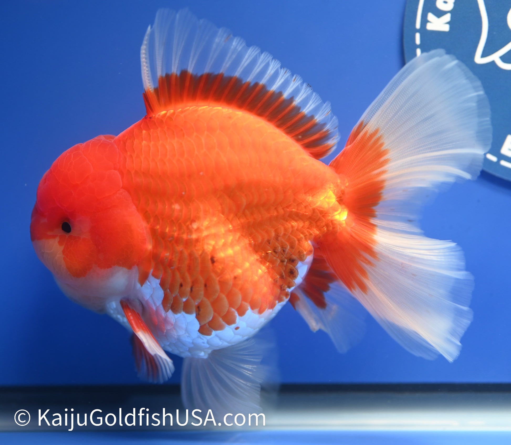 Jumbo Red White Oranda 4.5 - 5 inches (1229_OR08) - Kaiju Goldfish USA