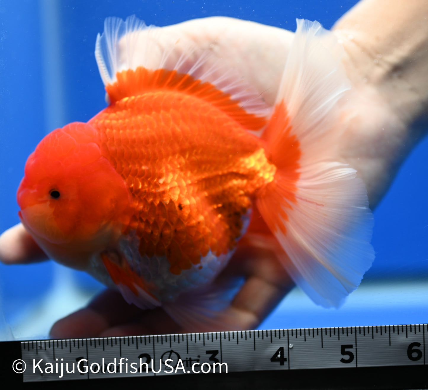 Jumbo Red White Oranda 4.5 - 5 inches (1229_OR08) - Kaiju Goldfish USA