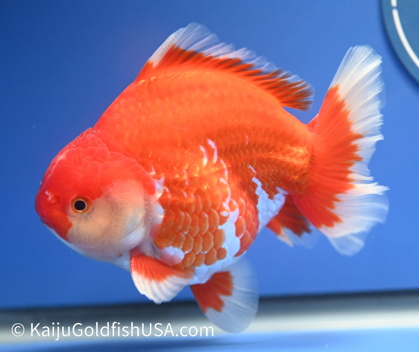 Jumbo Godzilla Red White Oranda 4 - 4.5 inches (1229_OR09) - Kaiju Goldfish USA