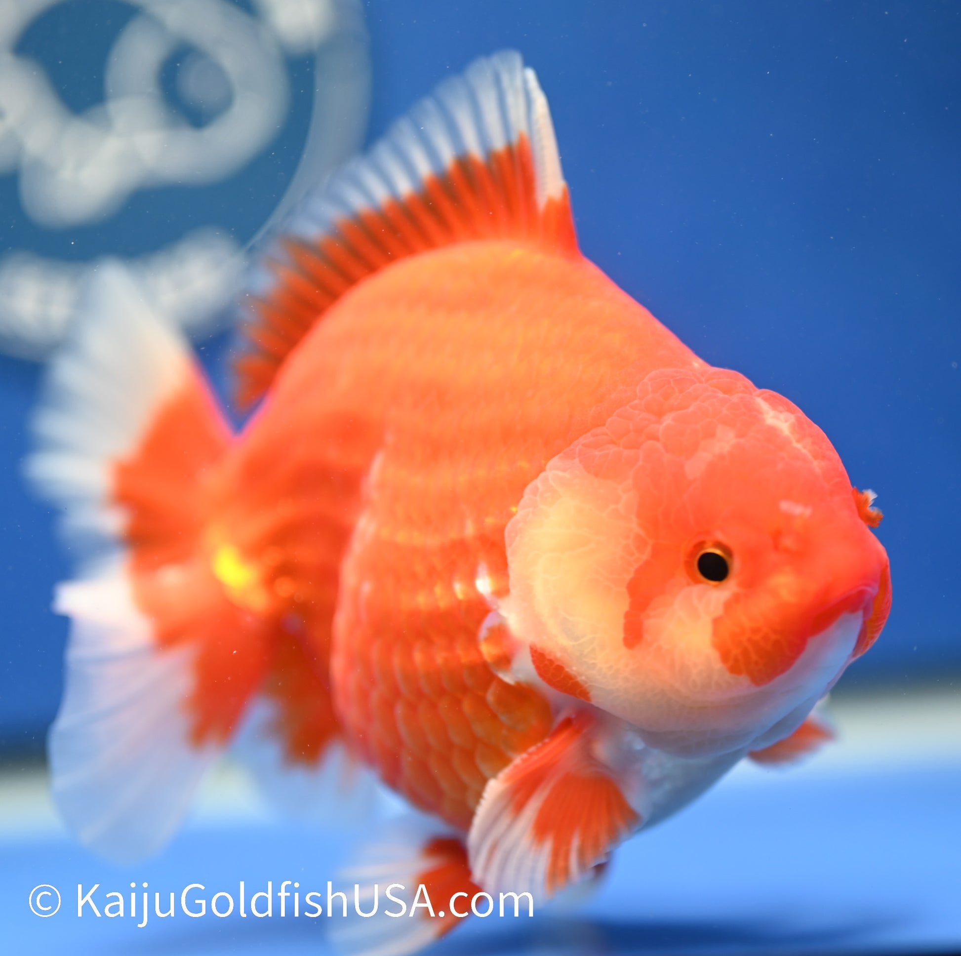 Jumbo Godzilla Red White Oranda 4 - 4.5 inches (1229_OR09) - Kaiju Goldfish USA