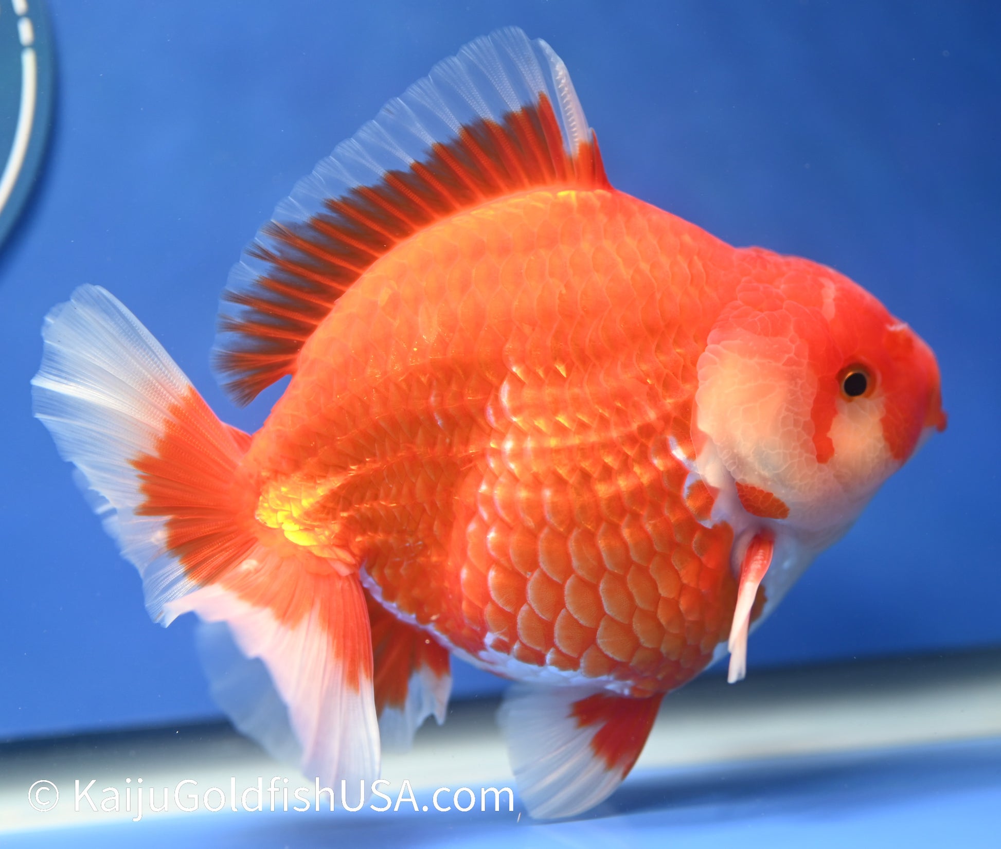 Jumbo Godzilla Red White Oranda 4 - 4.5 inches (1229_OR09) - Kaiju Goldfish USA