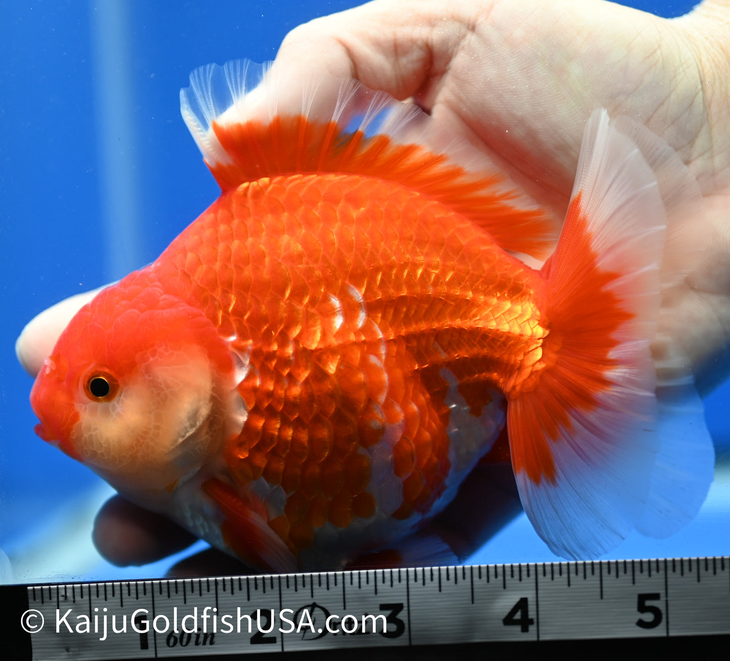 Jumbo Godzilla Red White Oranda 4 - 4.5 inches (1229_OR09) - Kaiju Goldfish USA