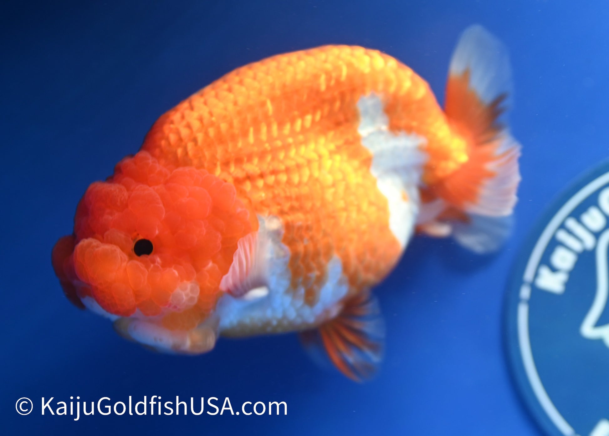 Jumbo Red White Buffalo Ranchu 5 - 5.5 inches (1229_RC03) - Kaiju Goldfish USA