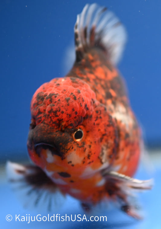 Godzilla Oranda 4 - 4.5 inches (1229_OR10) - Kaiju Goldfish USA