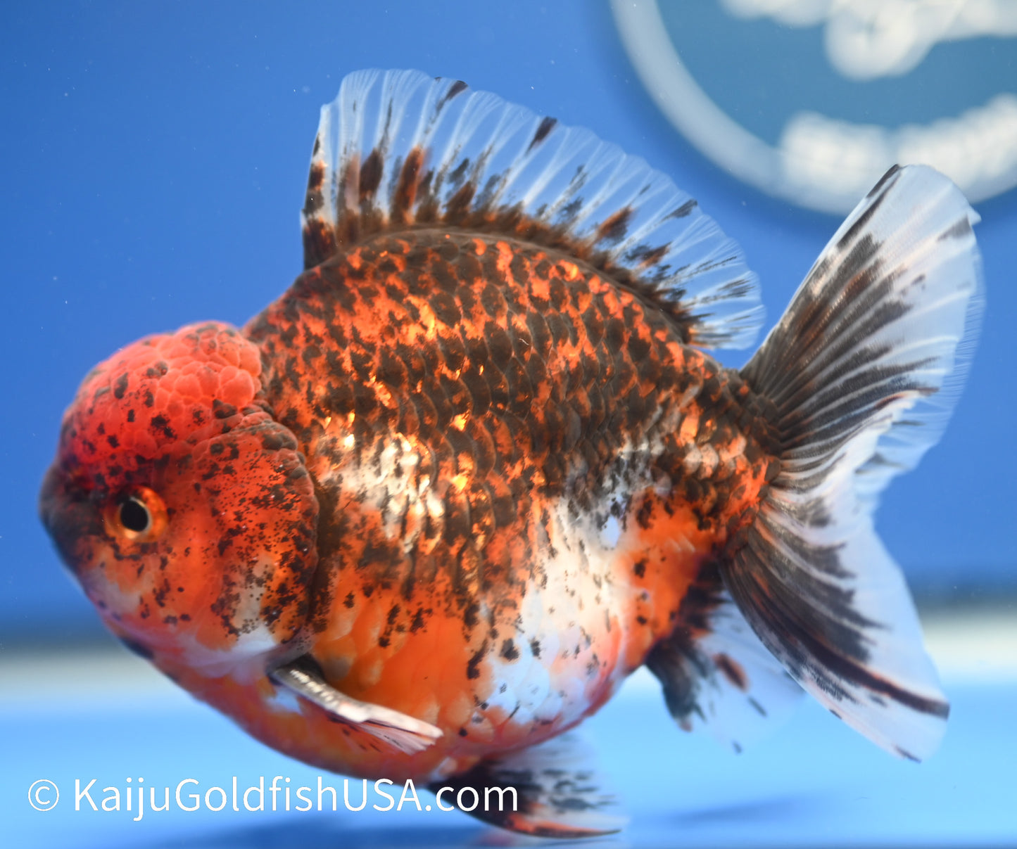 Godzilla Oranda 4 - 4.5 inches (1229_OR10) - Kaiju Goldfish USA