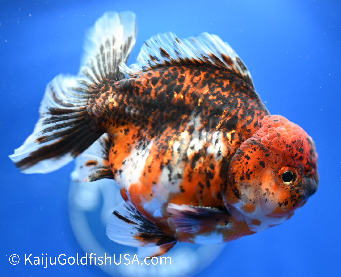 Godzilla Oranda 4 - 4.5 inches (1229_OR10) - Kaiju Goldfish USA