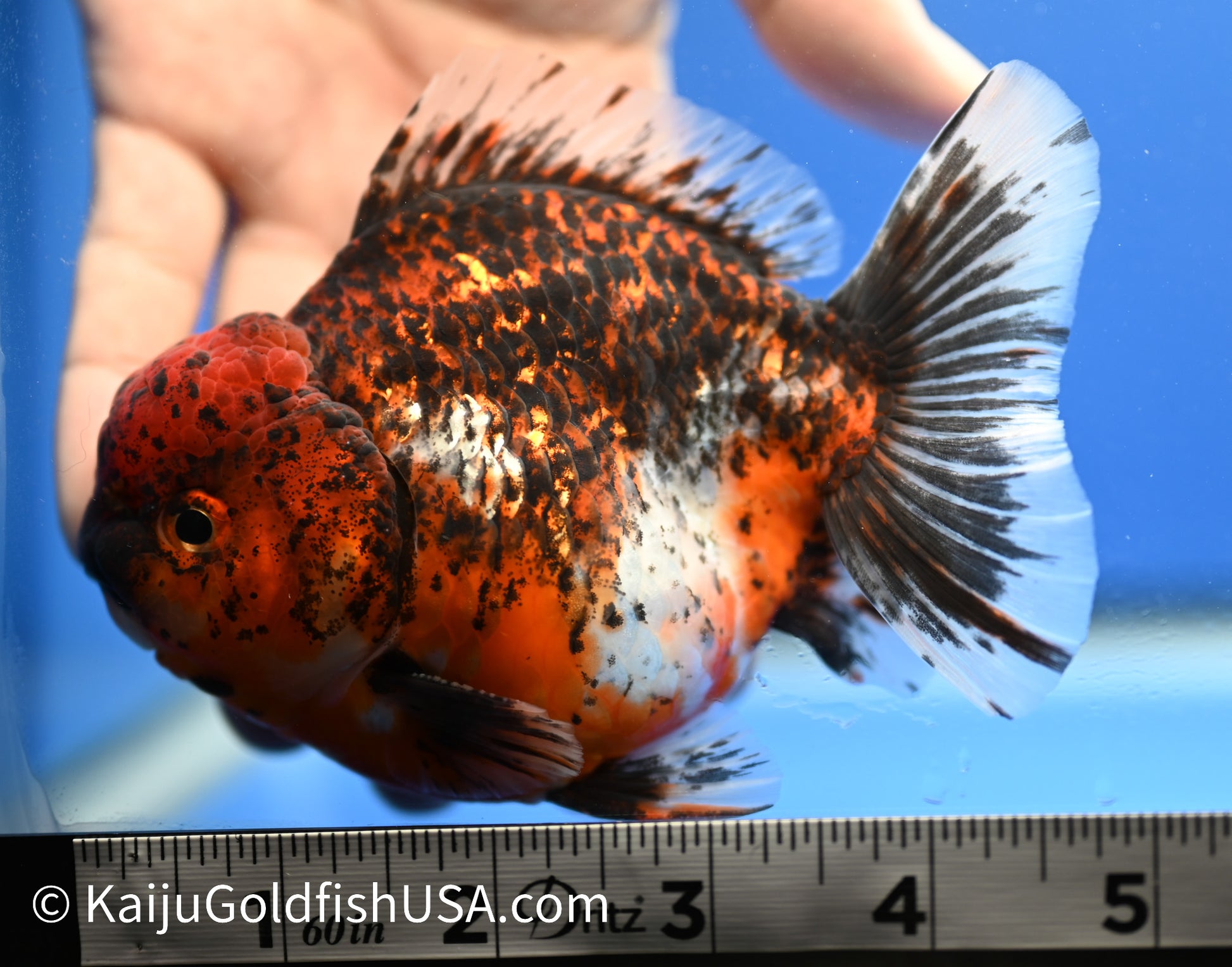 Godzilla Oranda 4 - 4.5 inches (1229_OR10) - Kaiju Goldfish USA