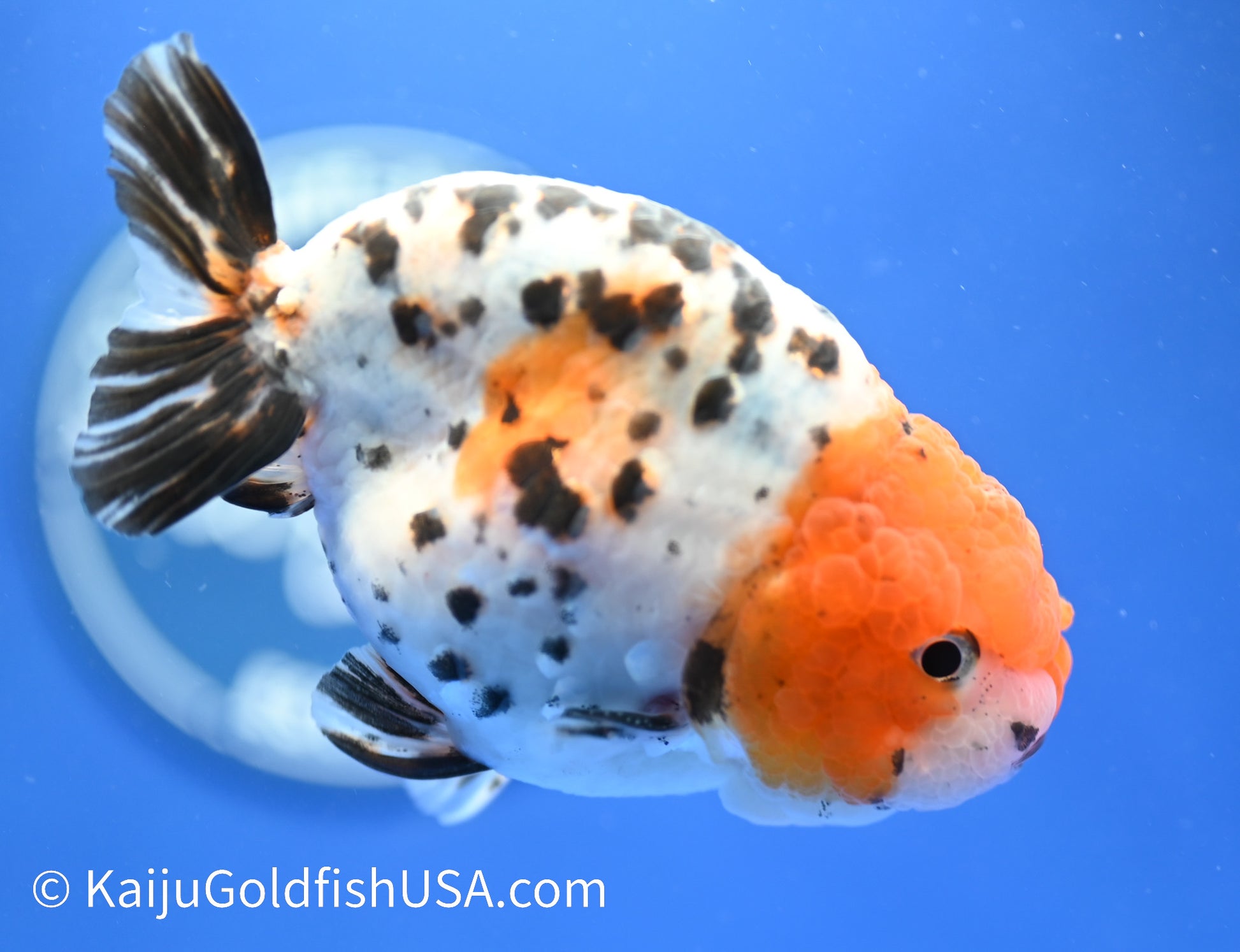 Calico Ranchu 4 -4.5 inches (1229_RC05) - Kaiju Goldfish USA