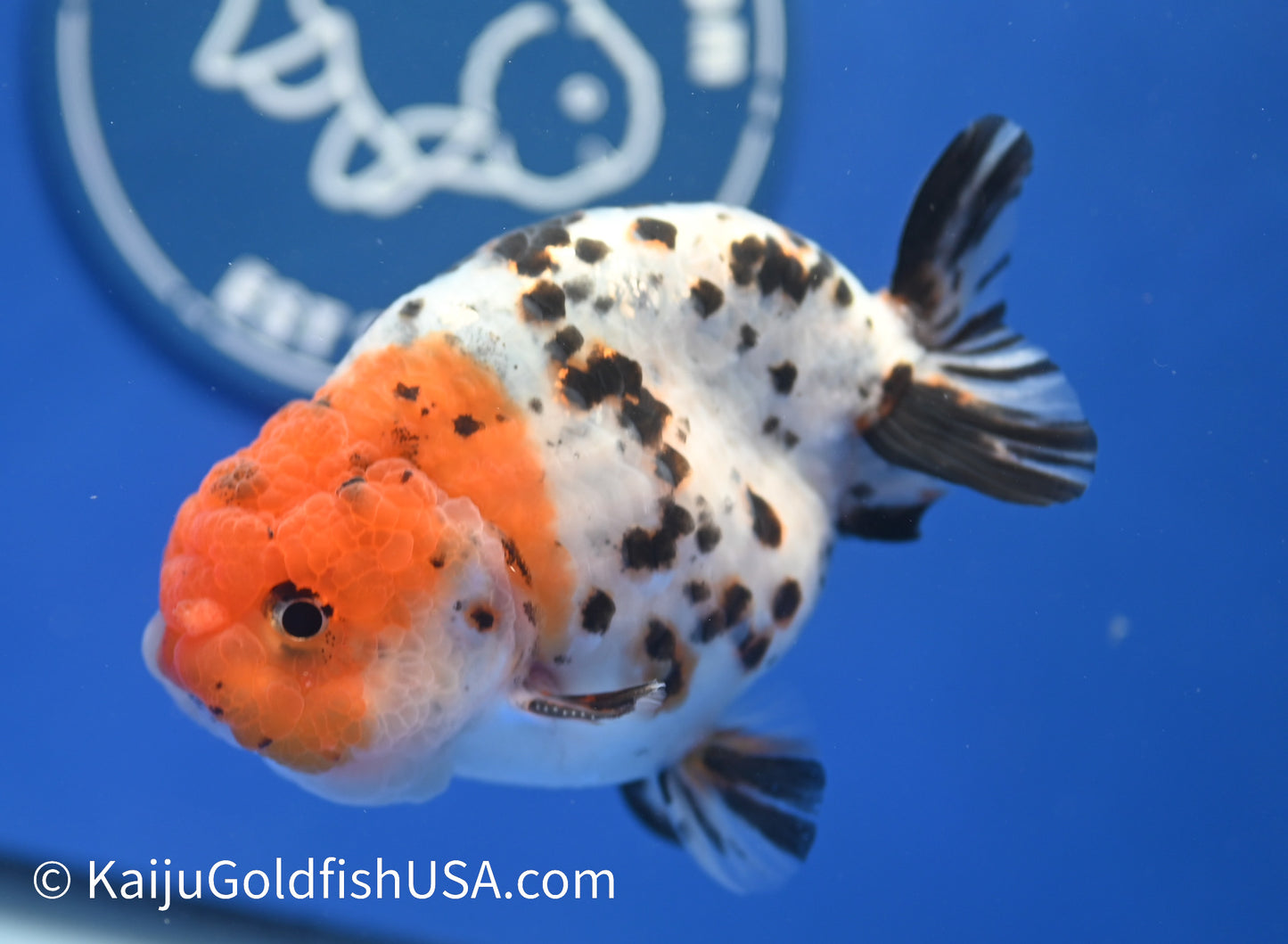 Calico Ranchu 4 -4.5 inches (1229_RC05) - Kaiju Goldfish USA