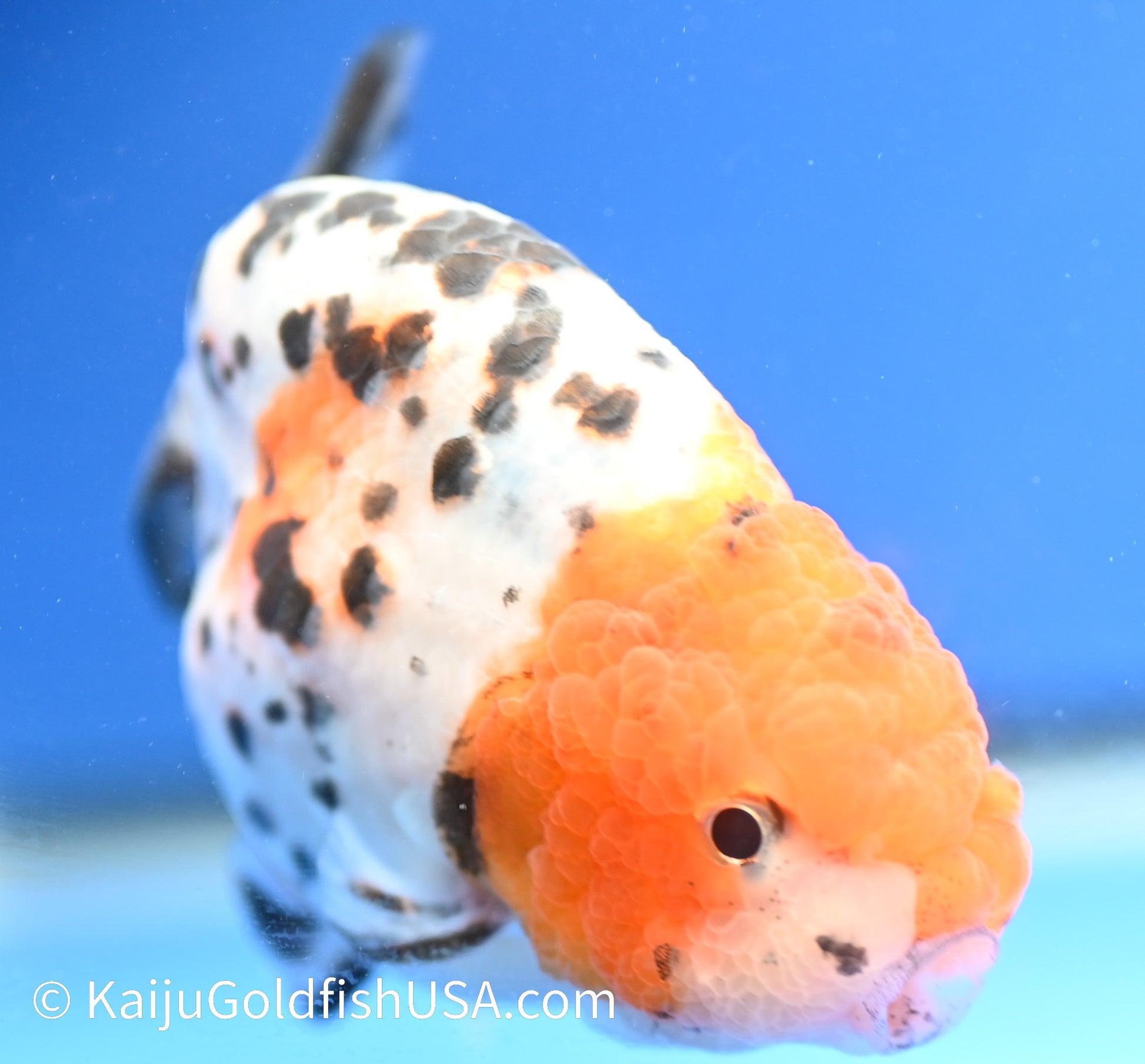 Calico Ranchu 4 -4.5 inches (1229_RC05) - Kaiju Goldfish USA