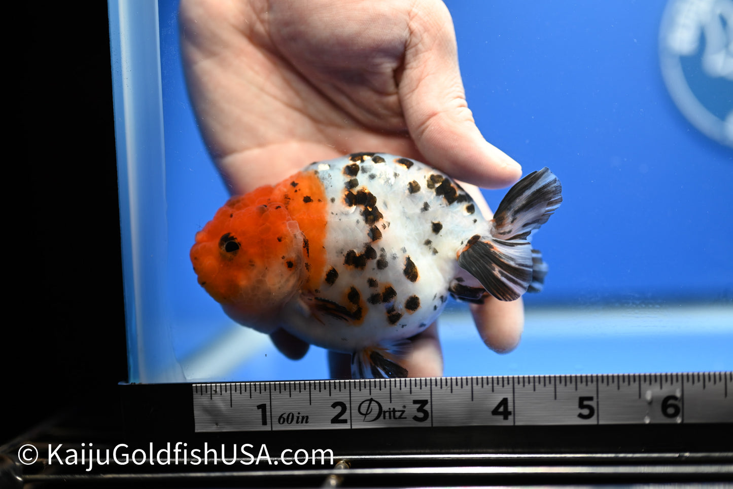 Calico Ranchu 4 -4.5 inches (1229_RC05) - Kaiju Goldfish USA