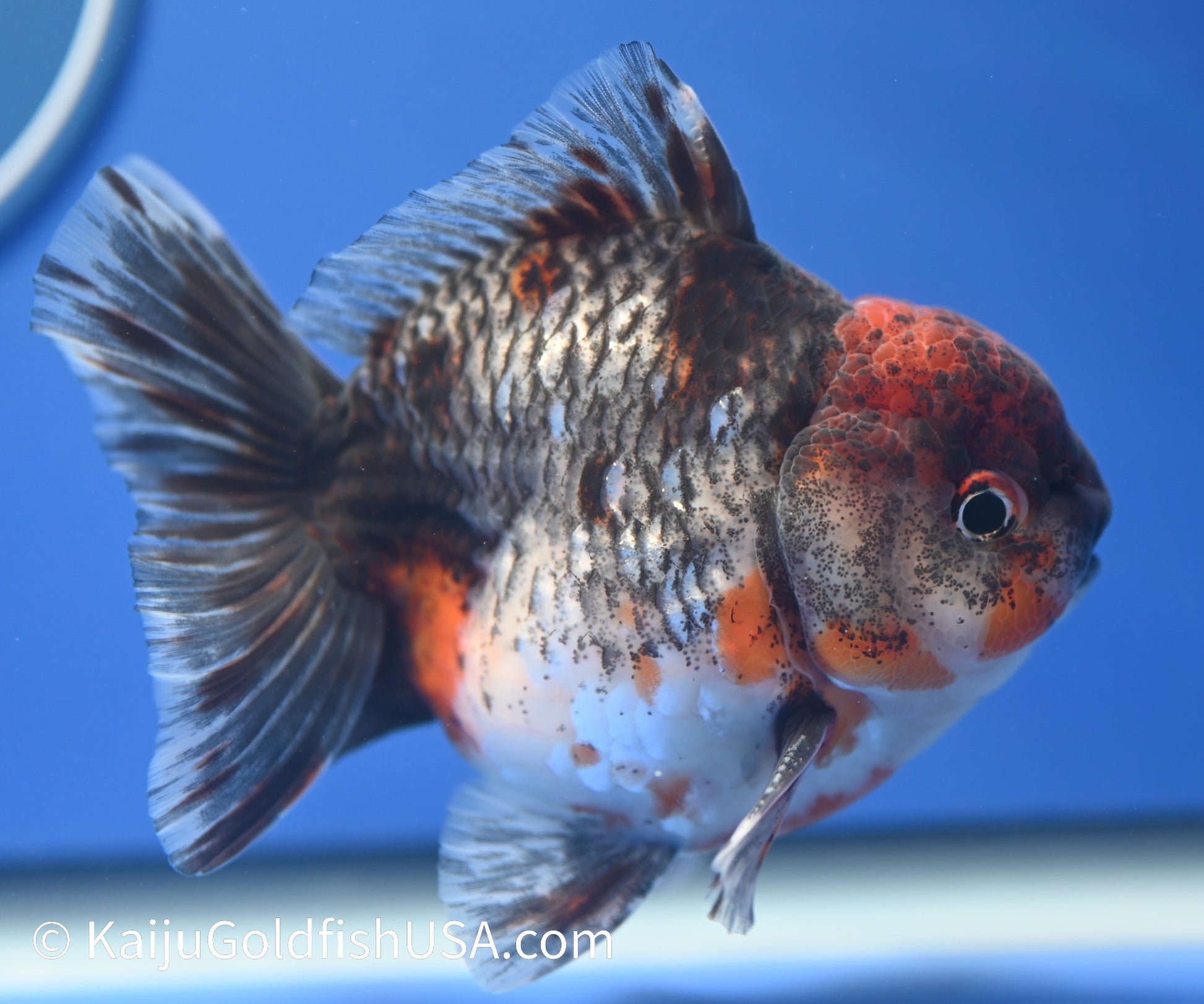 Kirin Oranda 3.5-4 inches (1229_OR11) - Kaiju Goldfish USA