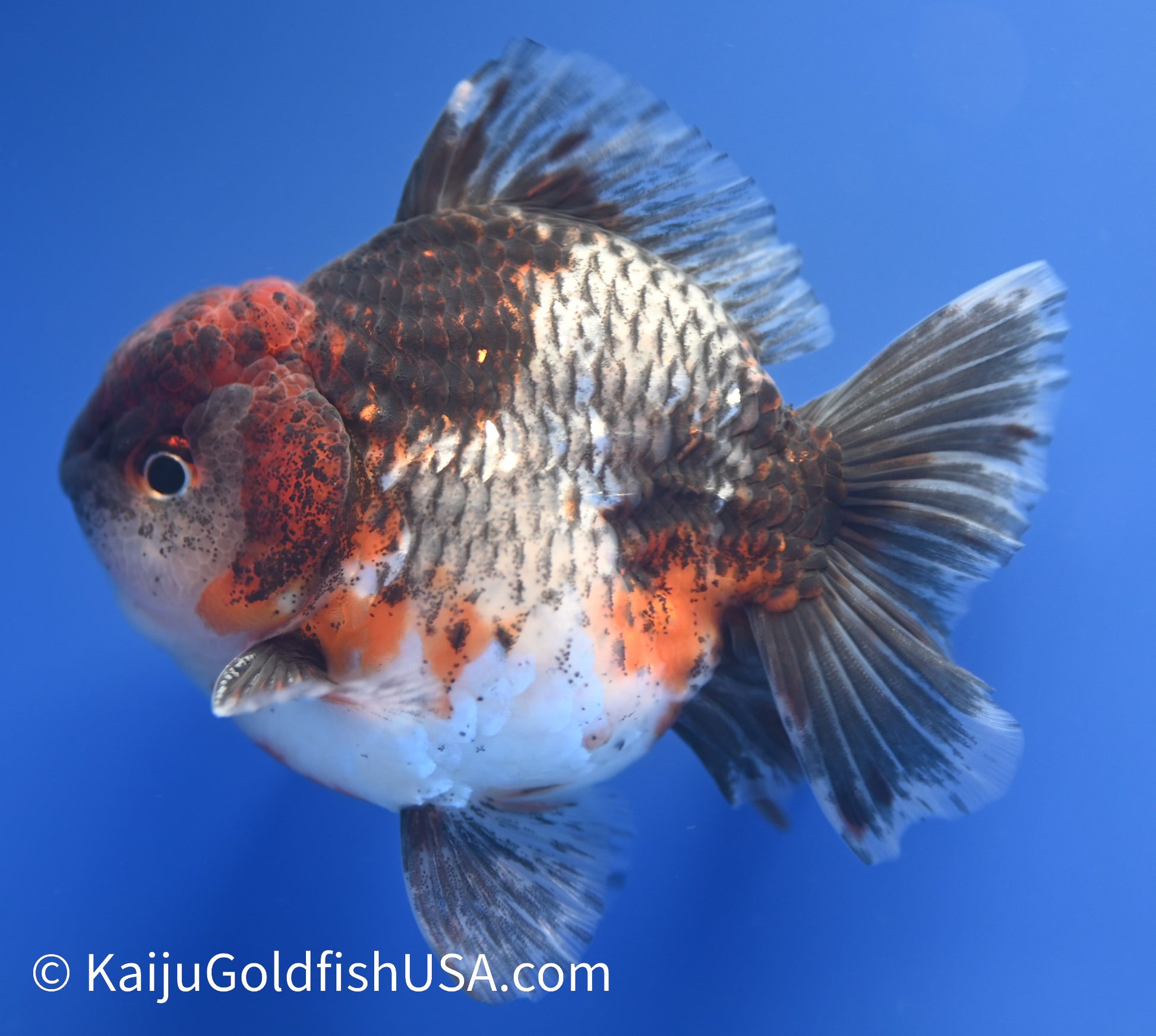 Kirin Oranda 3.5-4 inches (1229_OR11) - Kaiju Goldfish USA