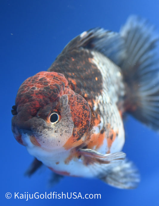 Kirin Oranda 3.5-4 inches (1229_OR11) - Kaiju Goldfish USA