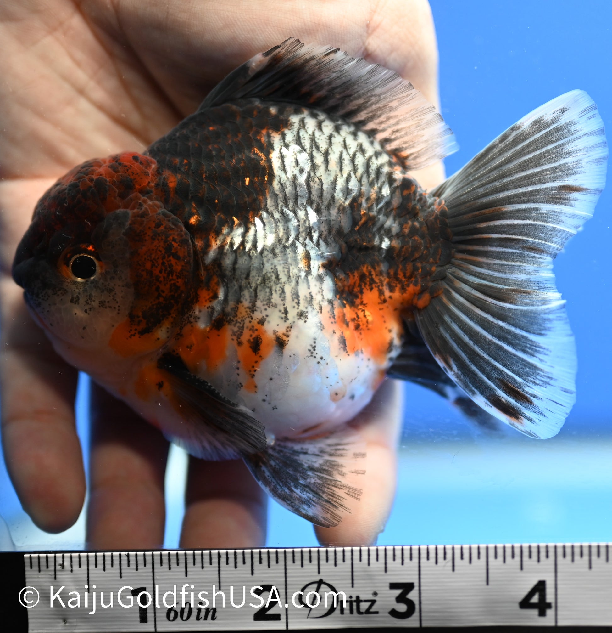 Kirin Oranda 3.5-4 inches (1229_OR11) - Kaiju Goldfish USA