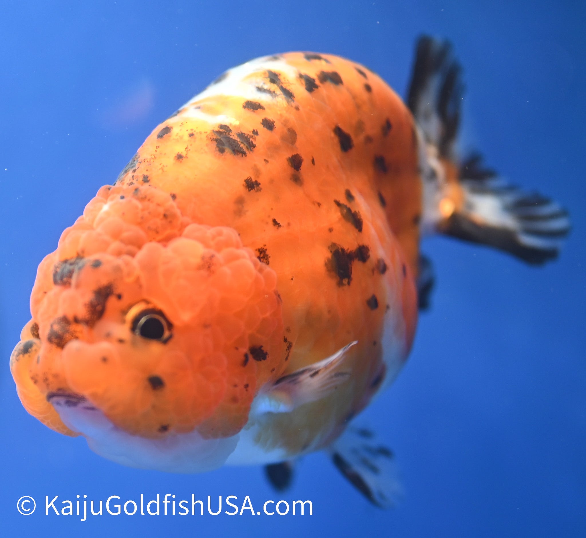 Calico Ranchu Goldfish for Sale Calico Ranchu Goldfish Kaiju