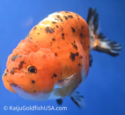 Calico Ranchu 3.5-4 inches (010524_RC01) - Kaiju Goldfish USA