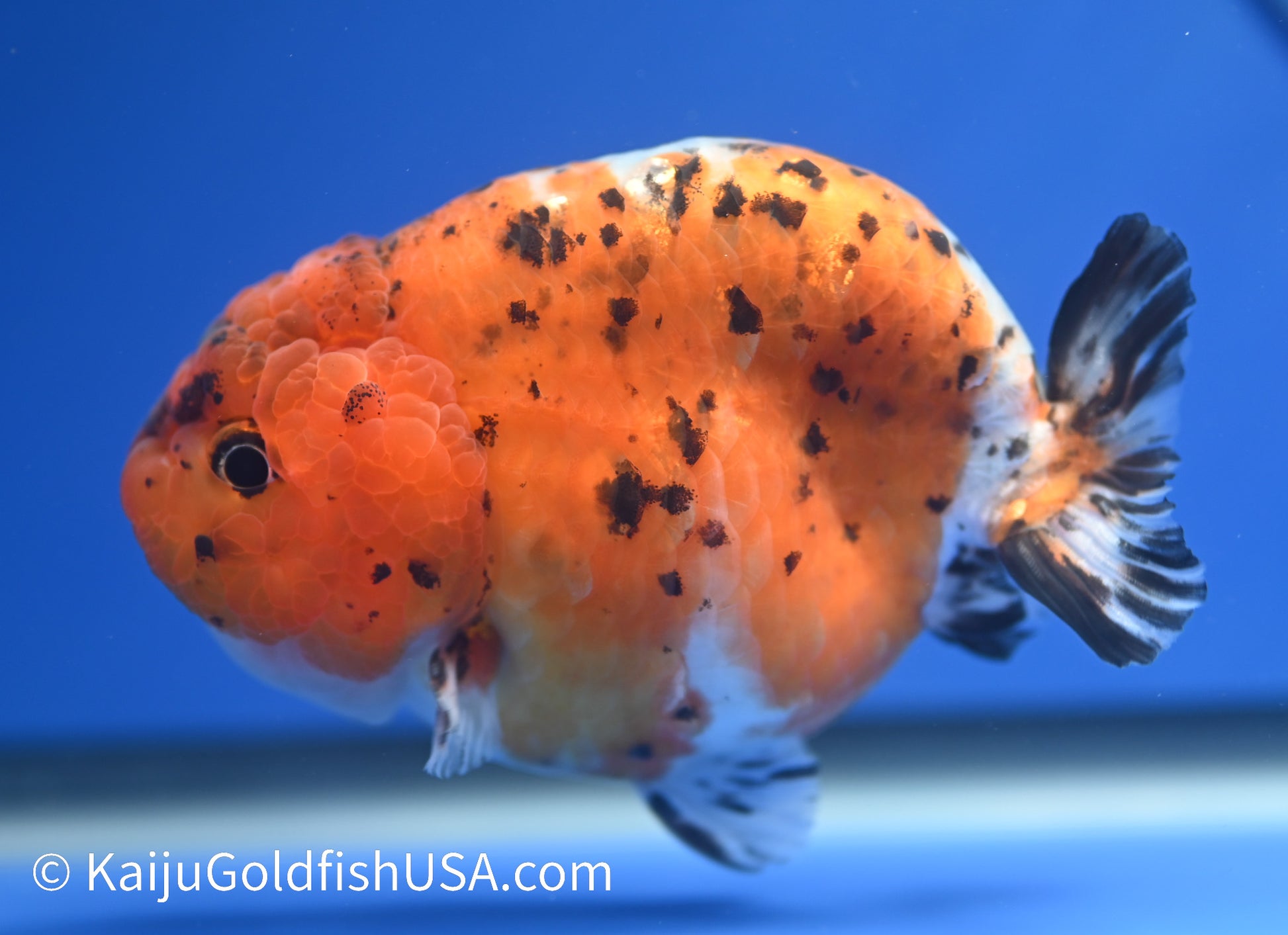 Calico Ranchu 3.5-4 inches (010524_RC01) - Kaiju Goldfish USA