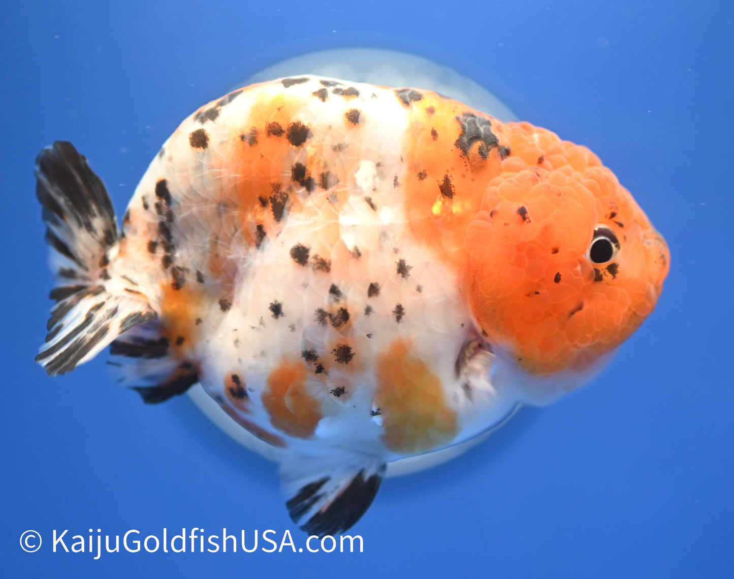 Calico Ranchu 3.5-4 inches (010524_RC01) - Kaiju Goldfish USA