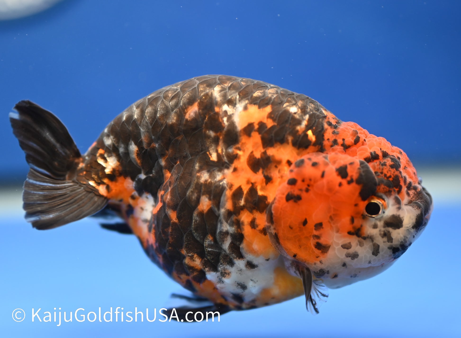 Tiger Ranchu Goldfish for Sale | Tiger Buffalo Ranchu Goldfish | Kaiju ...