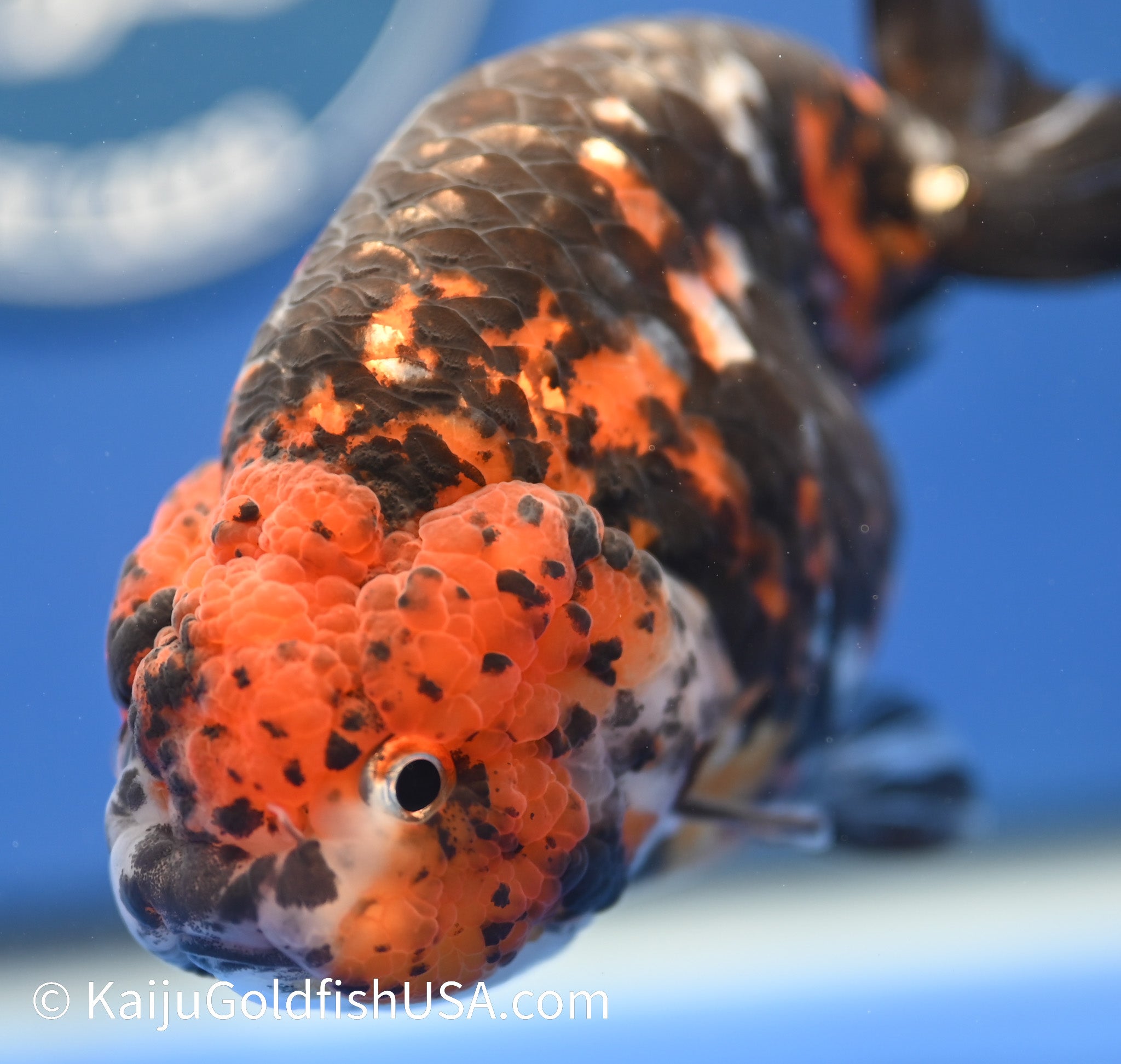 Goldfish Ranchu Tiger Ranchu Goldfish for Sale | Tiger Buffalo Ranchu Goldfish | Kaiju ...