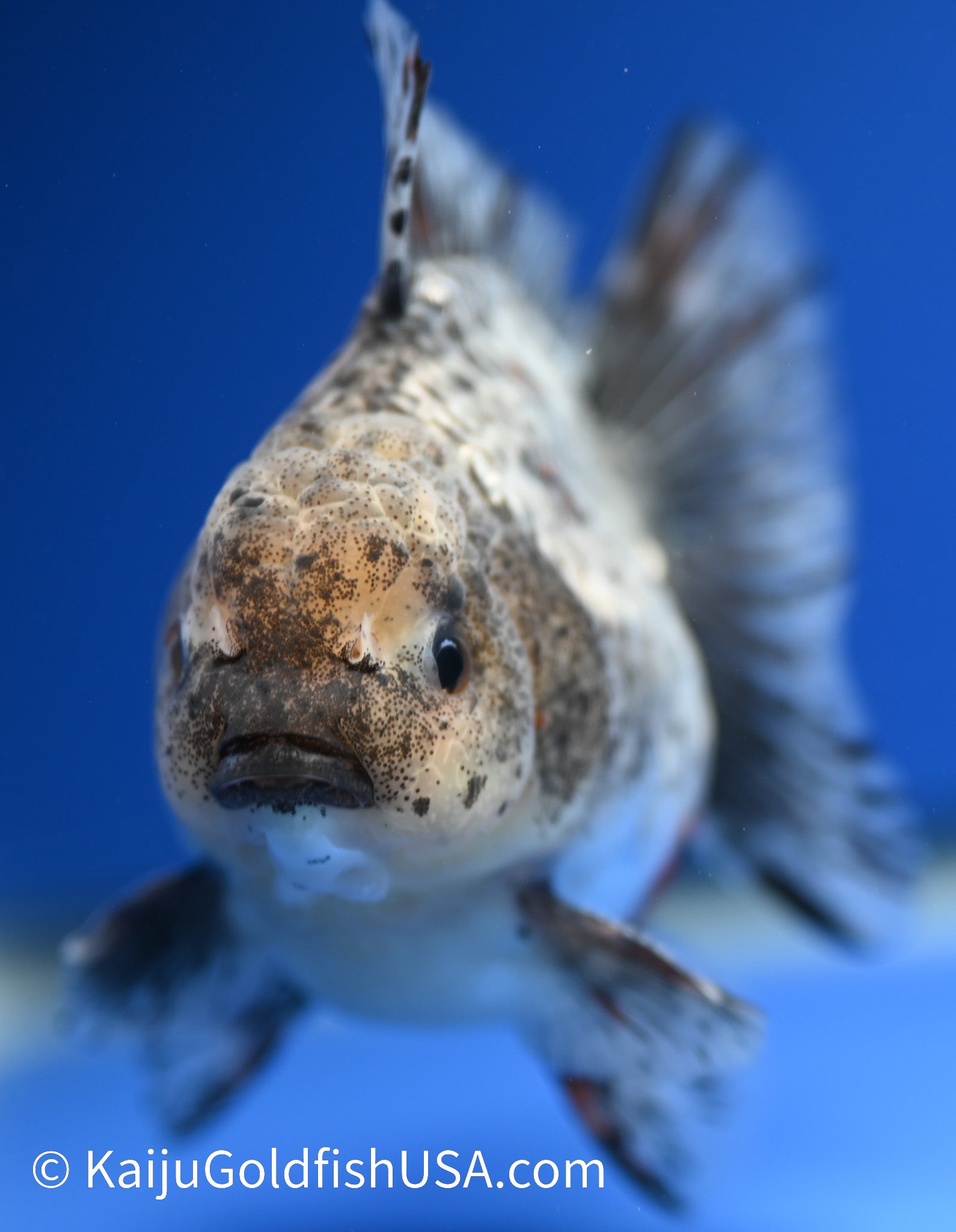 White Tiger Oranda 4 - 4.5 inches (1229_OR12) - Kaiju Goldfish USA