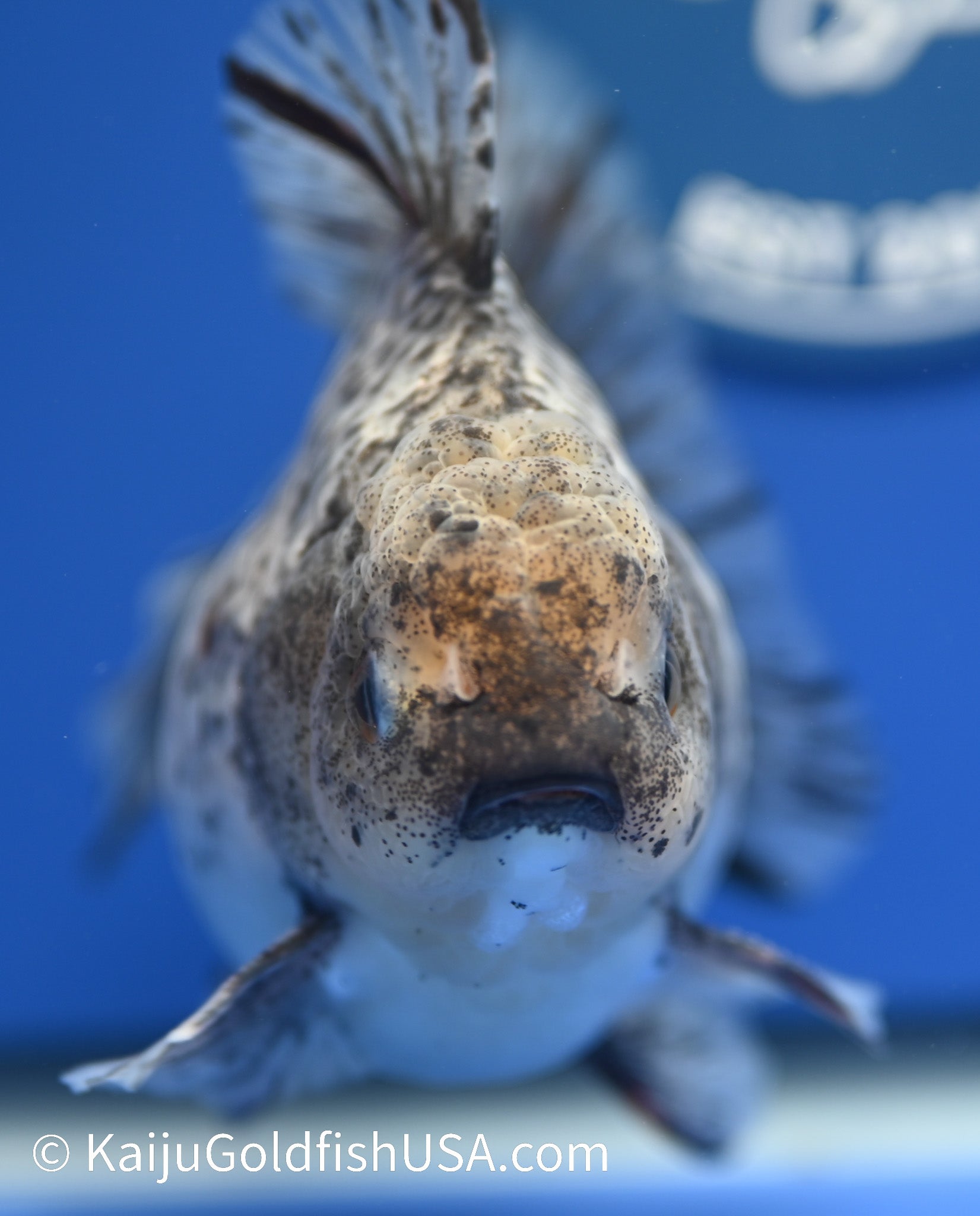 White Tiger Oranda 4 - 4.5 inches (1229_OR12) - Kaiju Goldfish USA