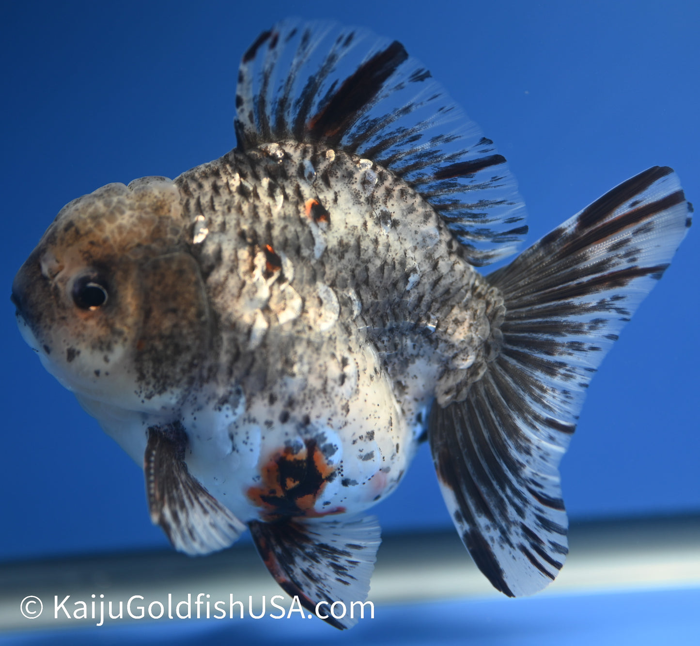 White Tiger Oranda 4 - 4.5 inches (1229_OR12) - Kaiju Goldfish USA