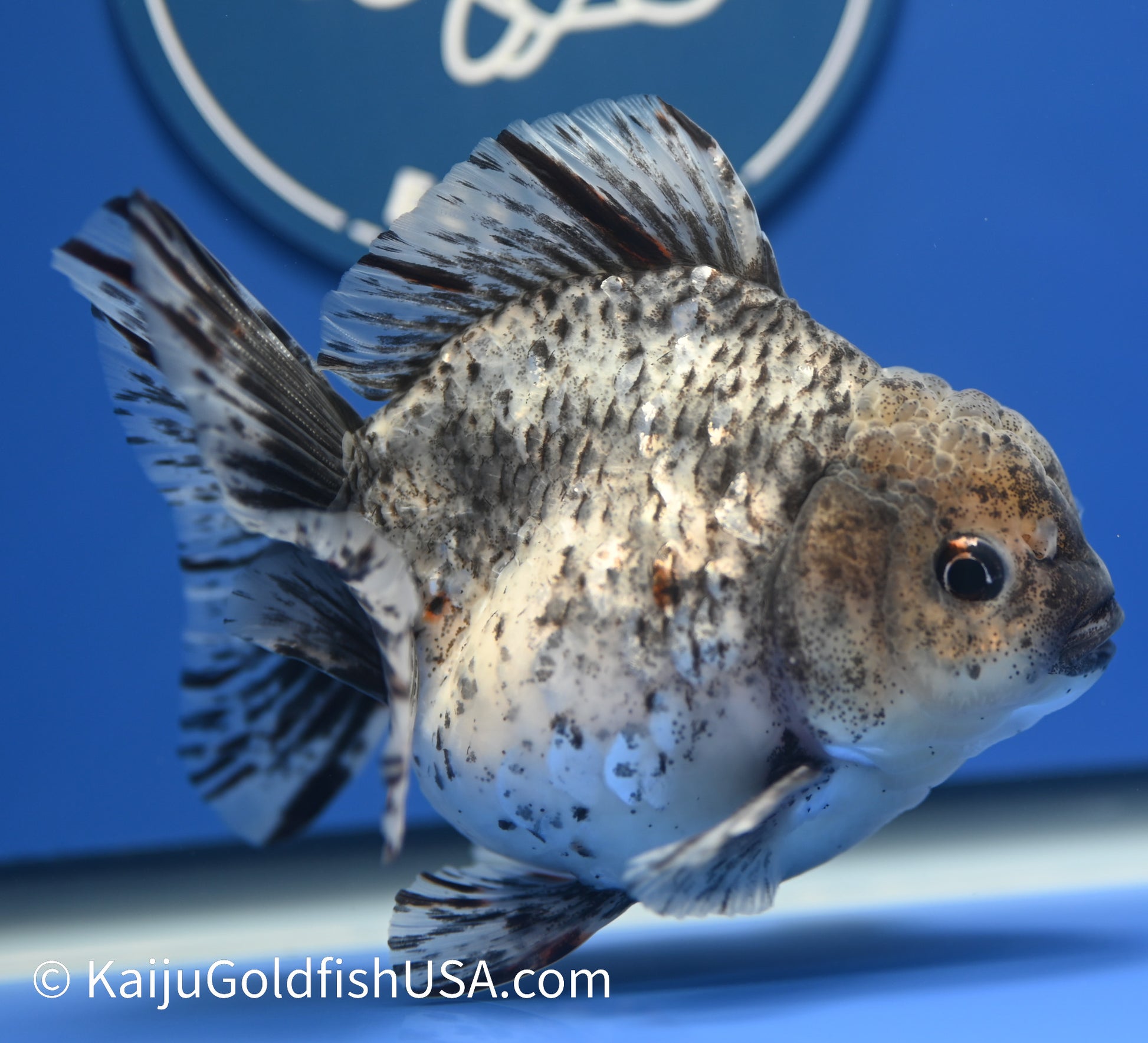 White Tiger Oranda 4 - 4.5 inches (1229_OR12) - Kaiju Goldfish USA