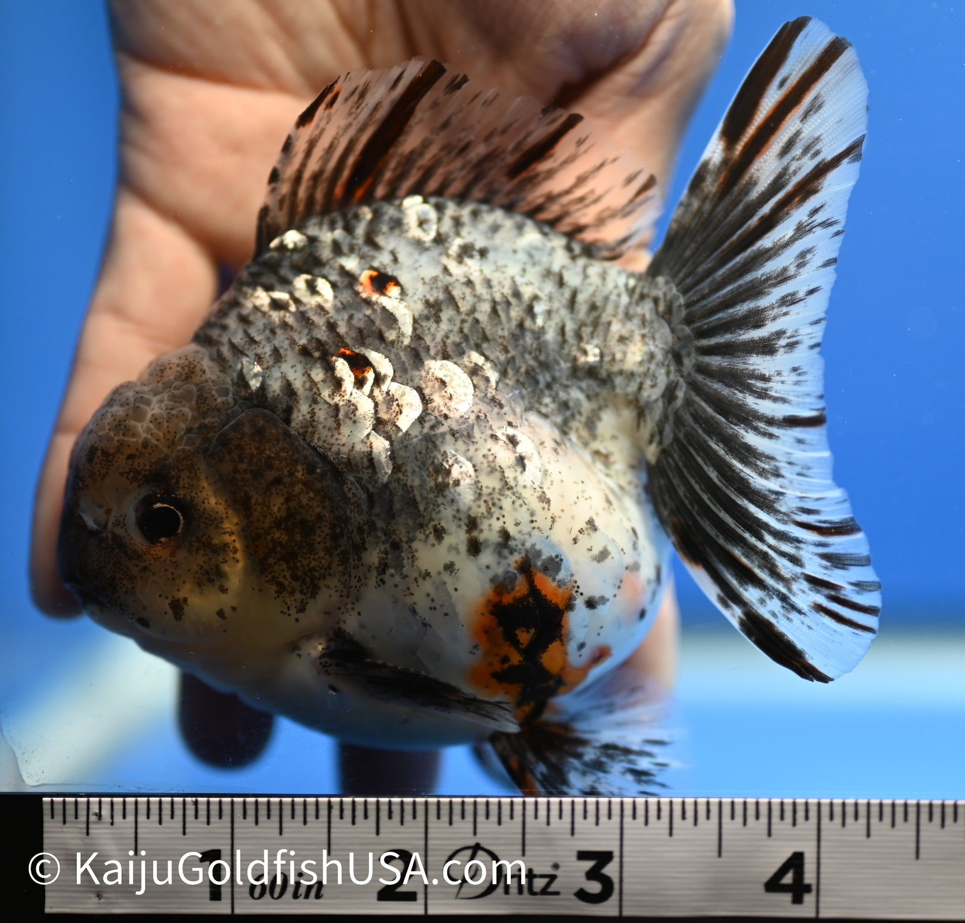 White Tiger Oranda 4 - 4.5 inches (1229_OR12) - Kaiju Goldfish USA