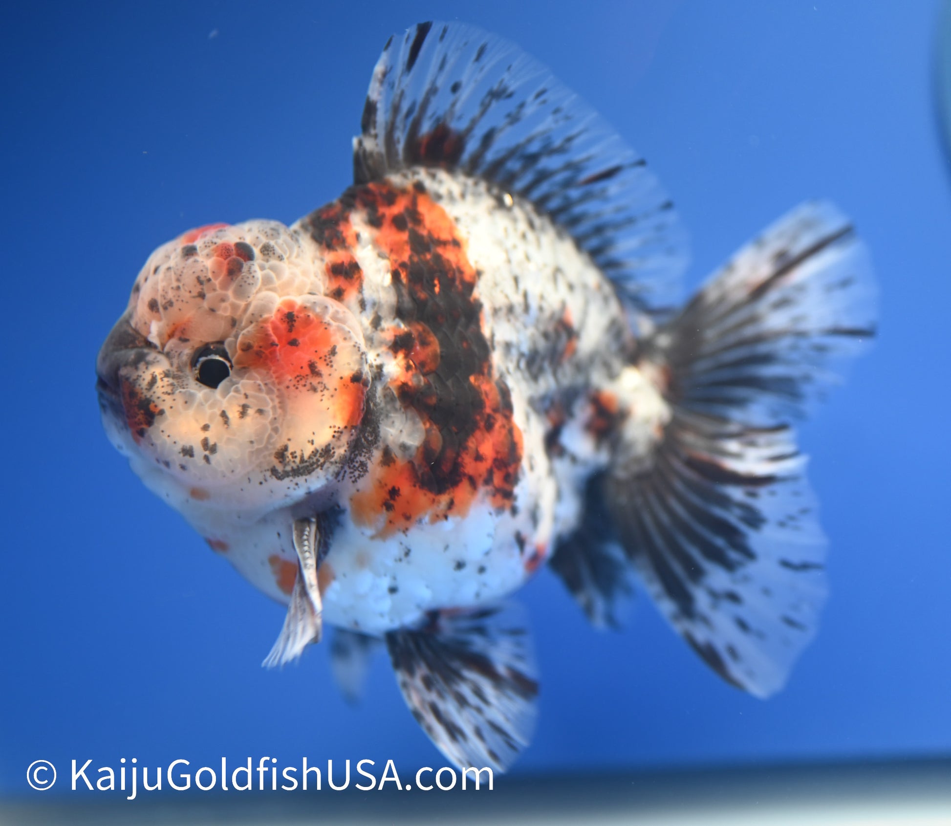 Godzilla Oranda 4 - 4.5 inches (1229_OR13) - Kaiju Goldfish USA