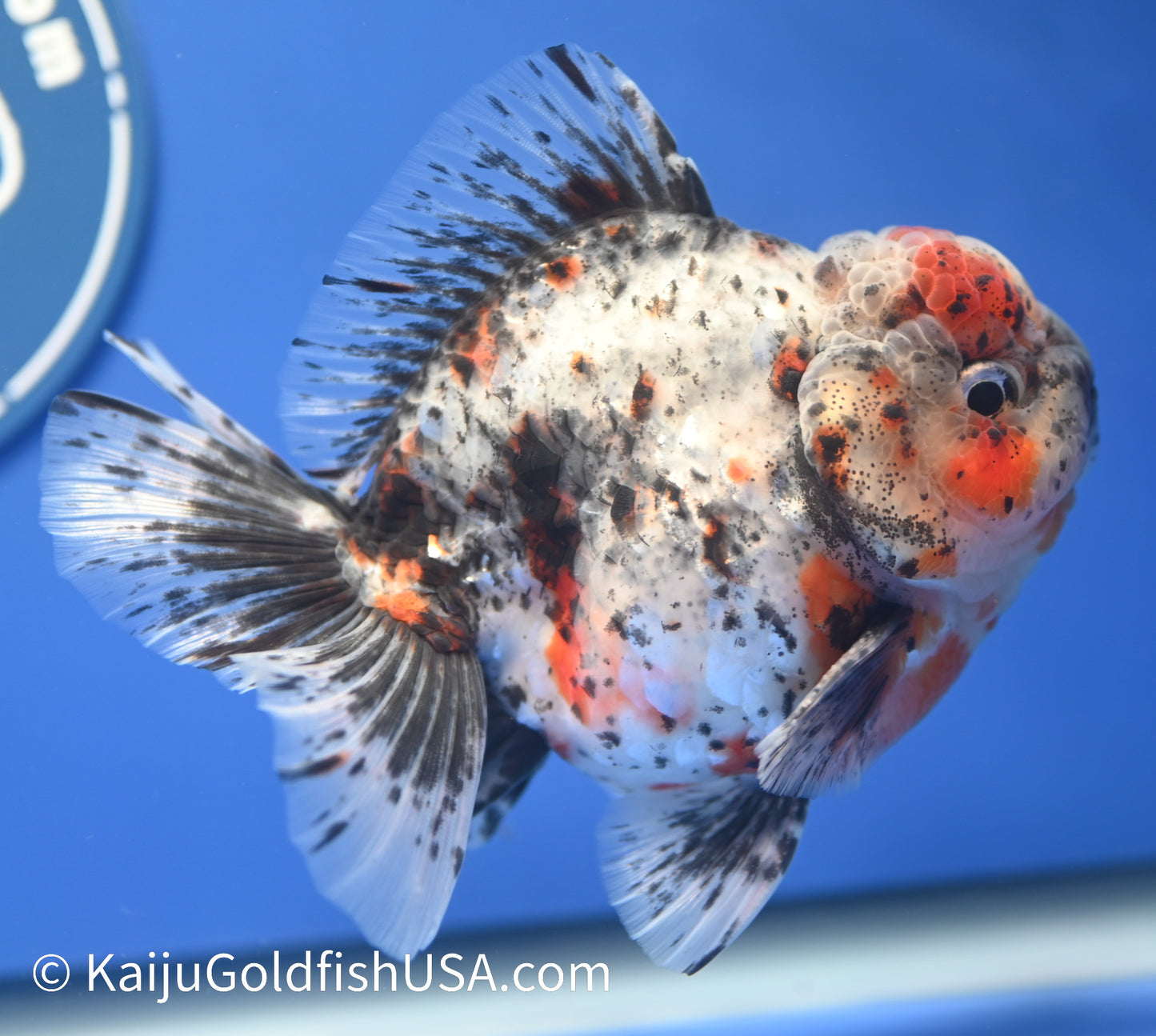 Godzilla Oranda 4 - 4.5 inches (1229_OR13) - Kaiju Goldfish USA