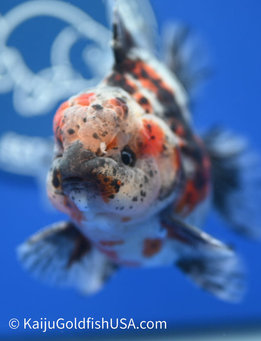 Godzilla Oranda 4 - 4.5 inches (1229_OR13) - Kaiju Goldfish USA