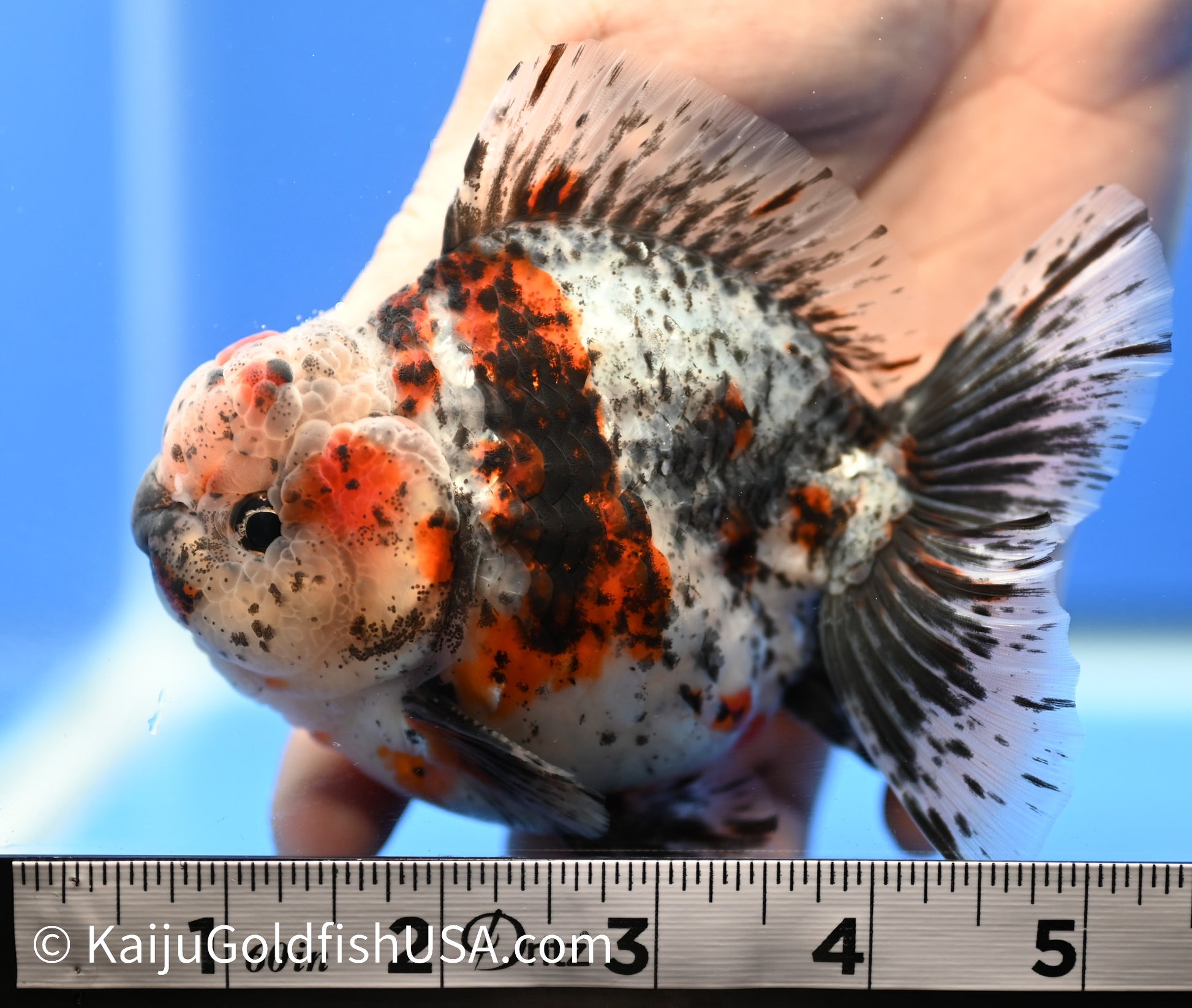 Godzilla Oranda 4 - 4.5 inches (1229_OR13) - Kaiju Goldfish USA