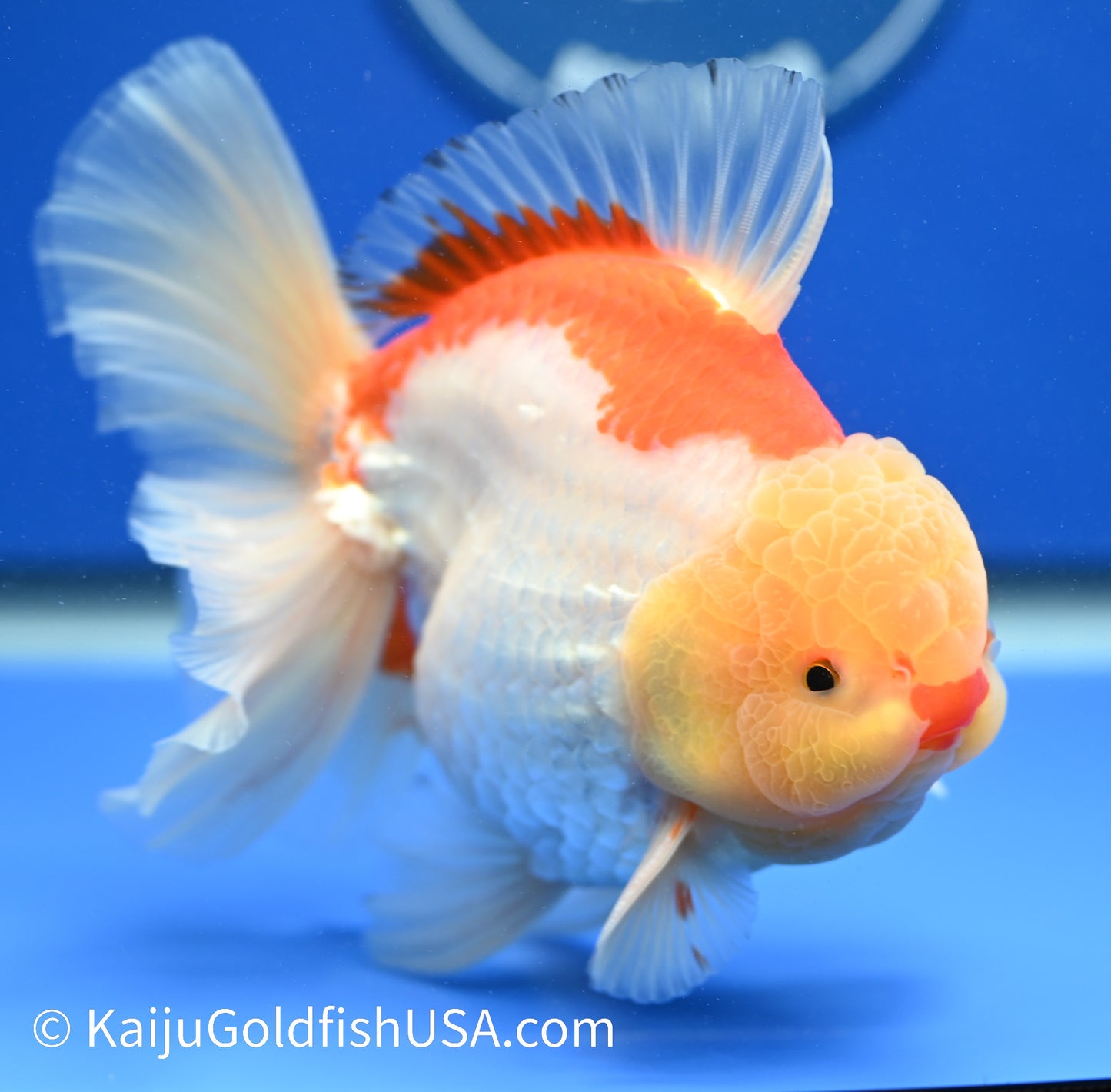 Jumbo Rose Tail Red White Oranda 5-6 inches (010524_OR01) - Kaiju Goldfish USA