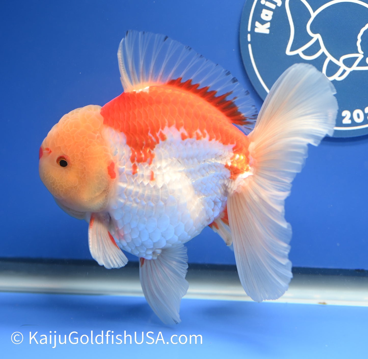 Jumbo Rose Tail Red White Oranda 5-6 inches (010524_OR01) - Kaiju Goldfish USA