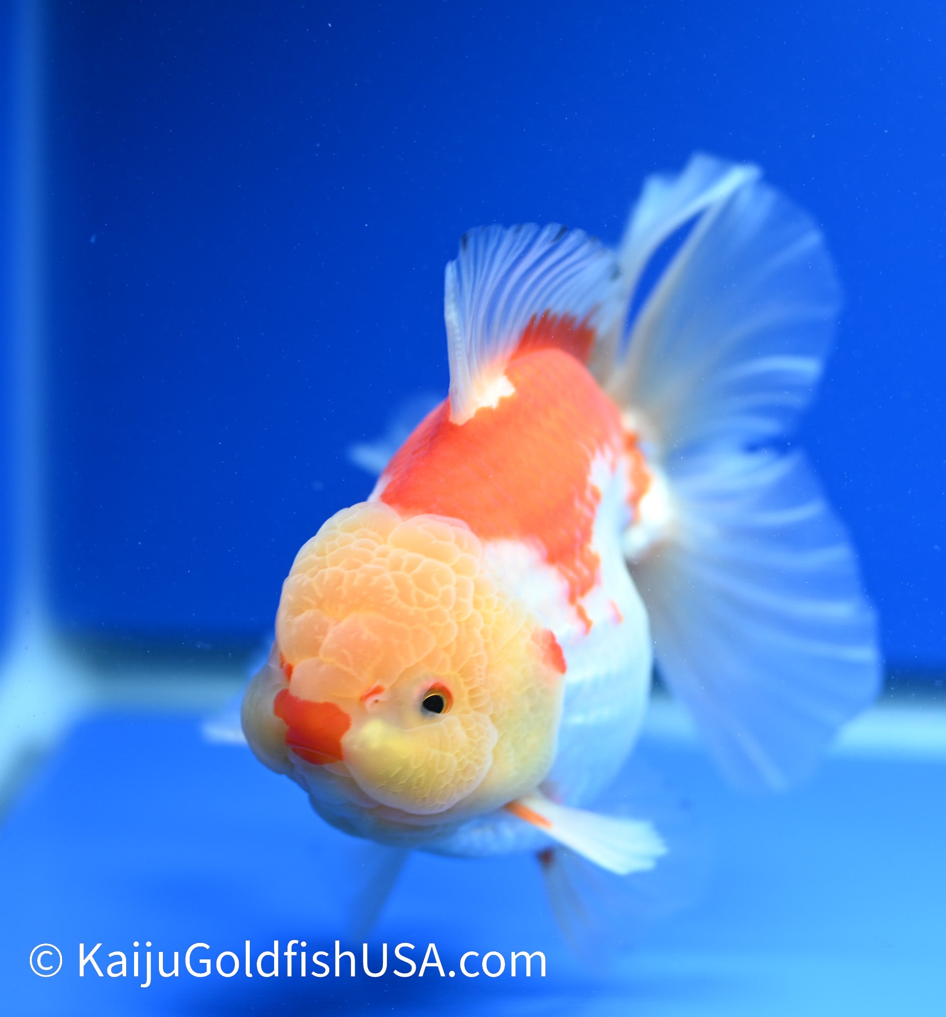 Jumbo Rose Tail Red White Oranda 5-6 inches (010524_OR01) - Kaiju Goldfish USA